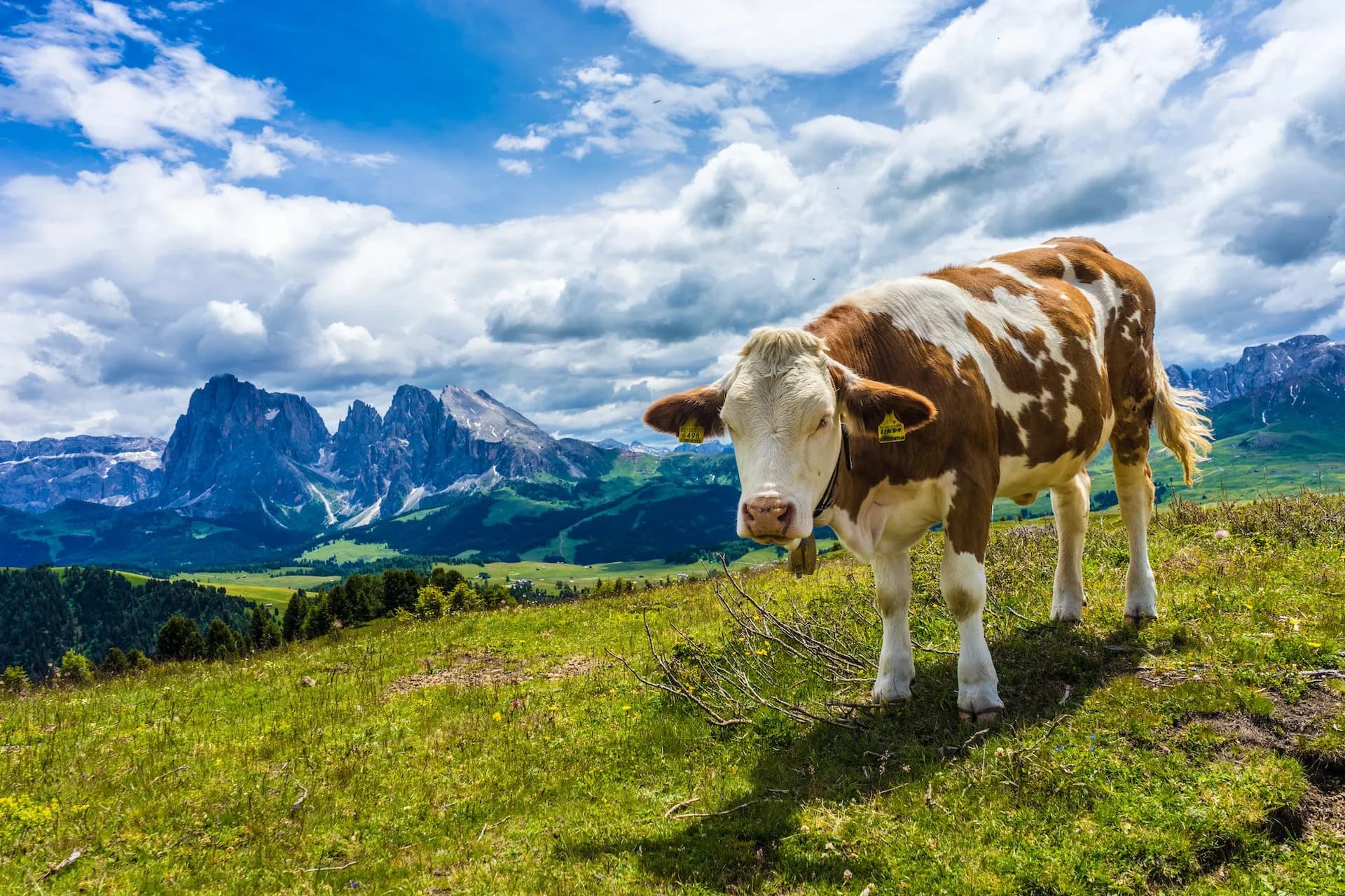 Brown and white cow in Kastelruth pastures with dramatic alpine mountains under a cloudy blue sky.