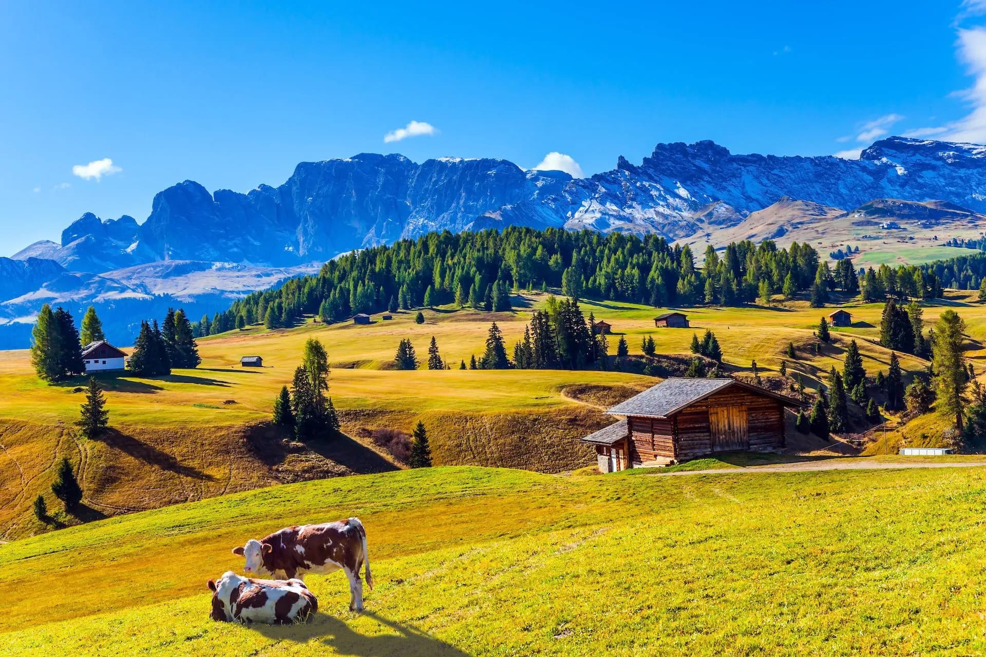 Cows grazing in sunny Alpe di Siusi meadow with wooden hut and snowy Dolomites mountains.
