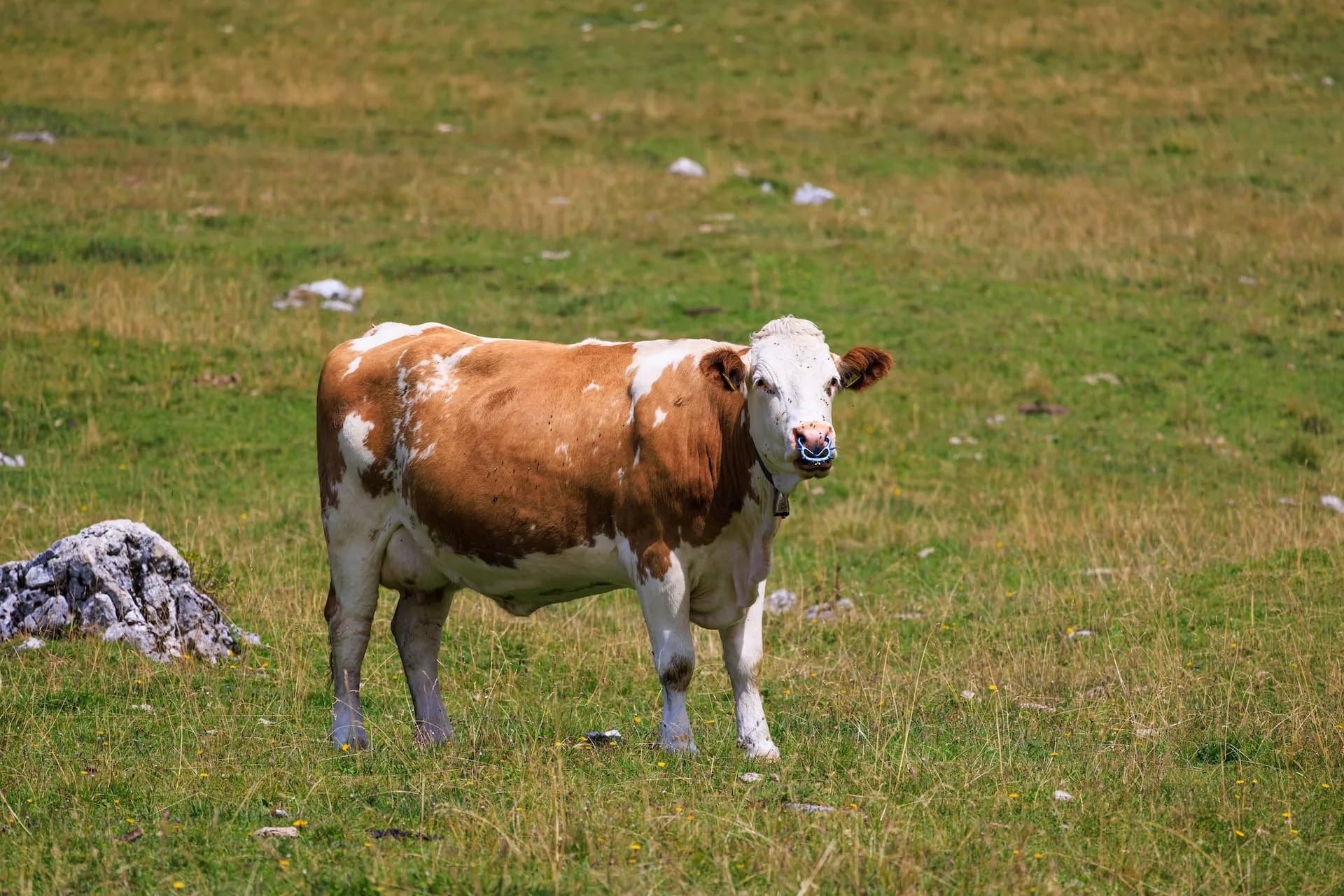 Brown and white cow with a nose ring grazing in a grassy mountain pasture.