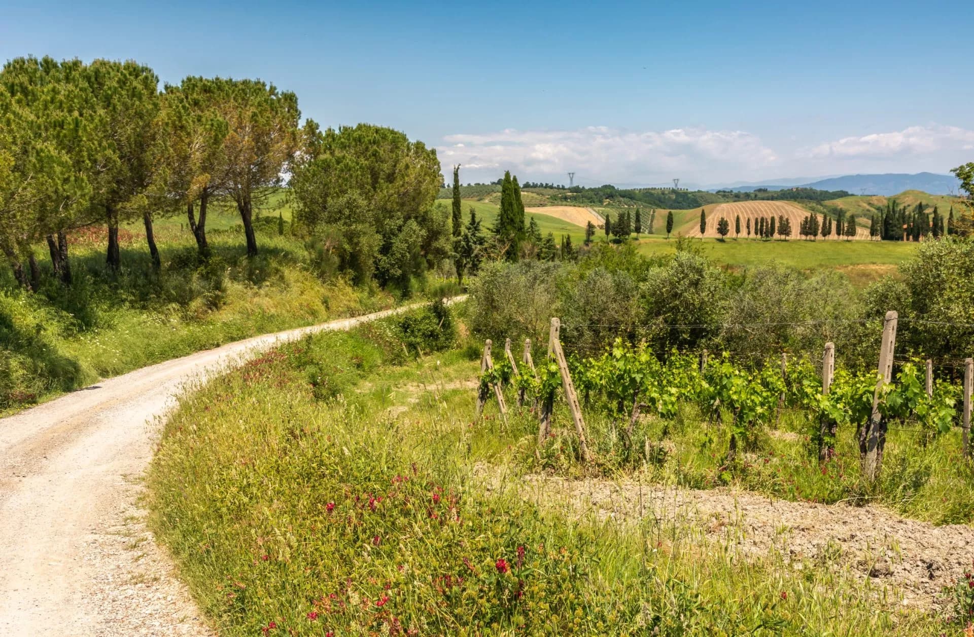 Winding dirt road past vineyards and cypress trees in rolling green countryside.