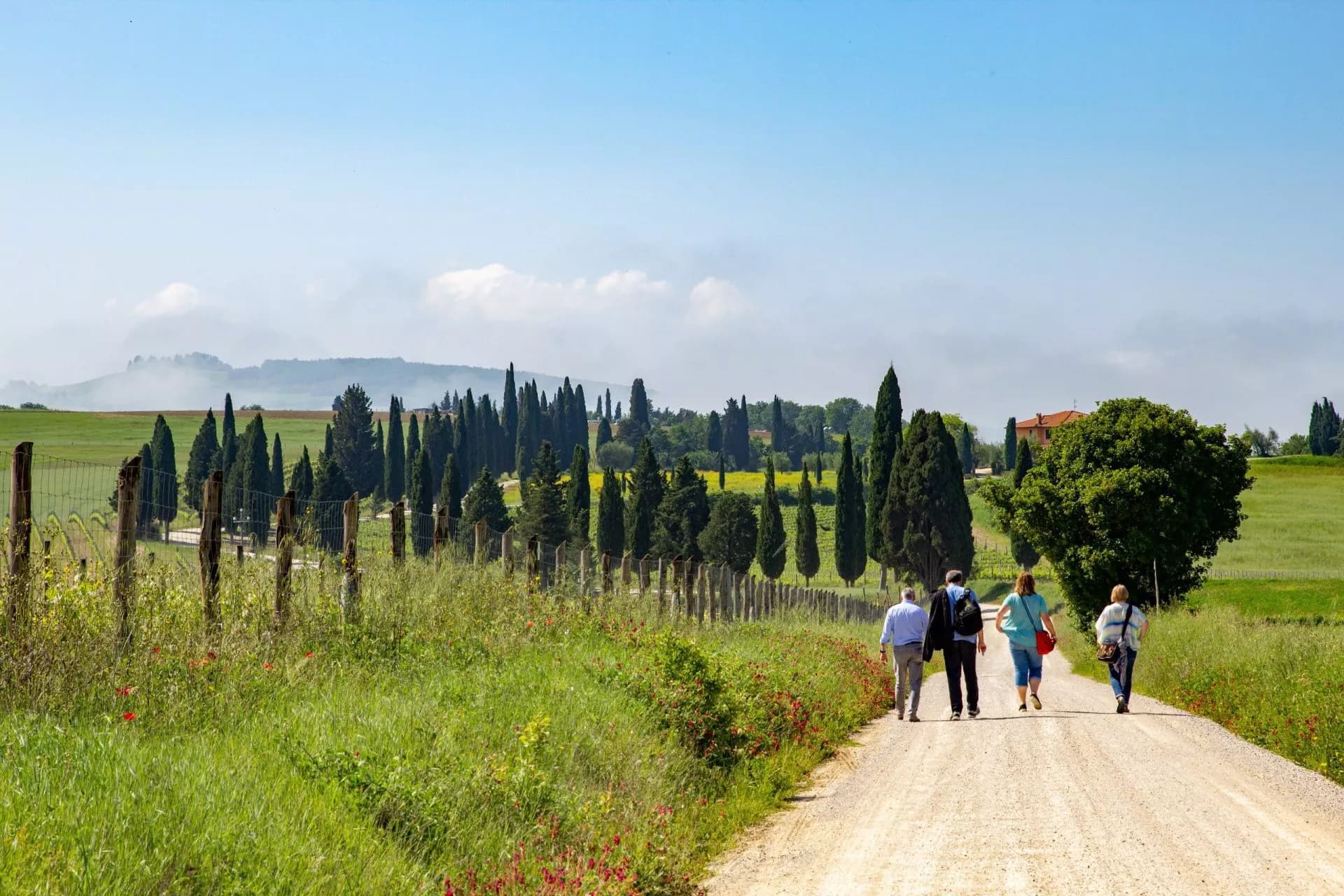 Walking on dirt road past cypress trees in sunny Tuscany landscape