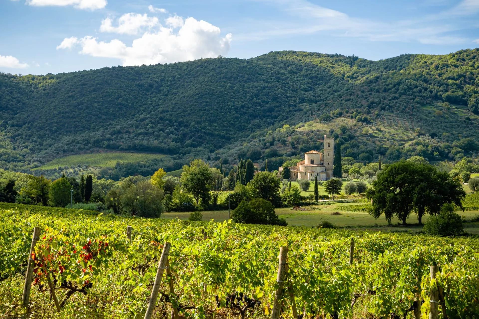 Vineyard landscape near Castelnuovo with abbey and lush green hills under a blue sky.