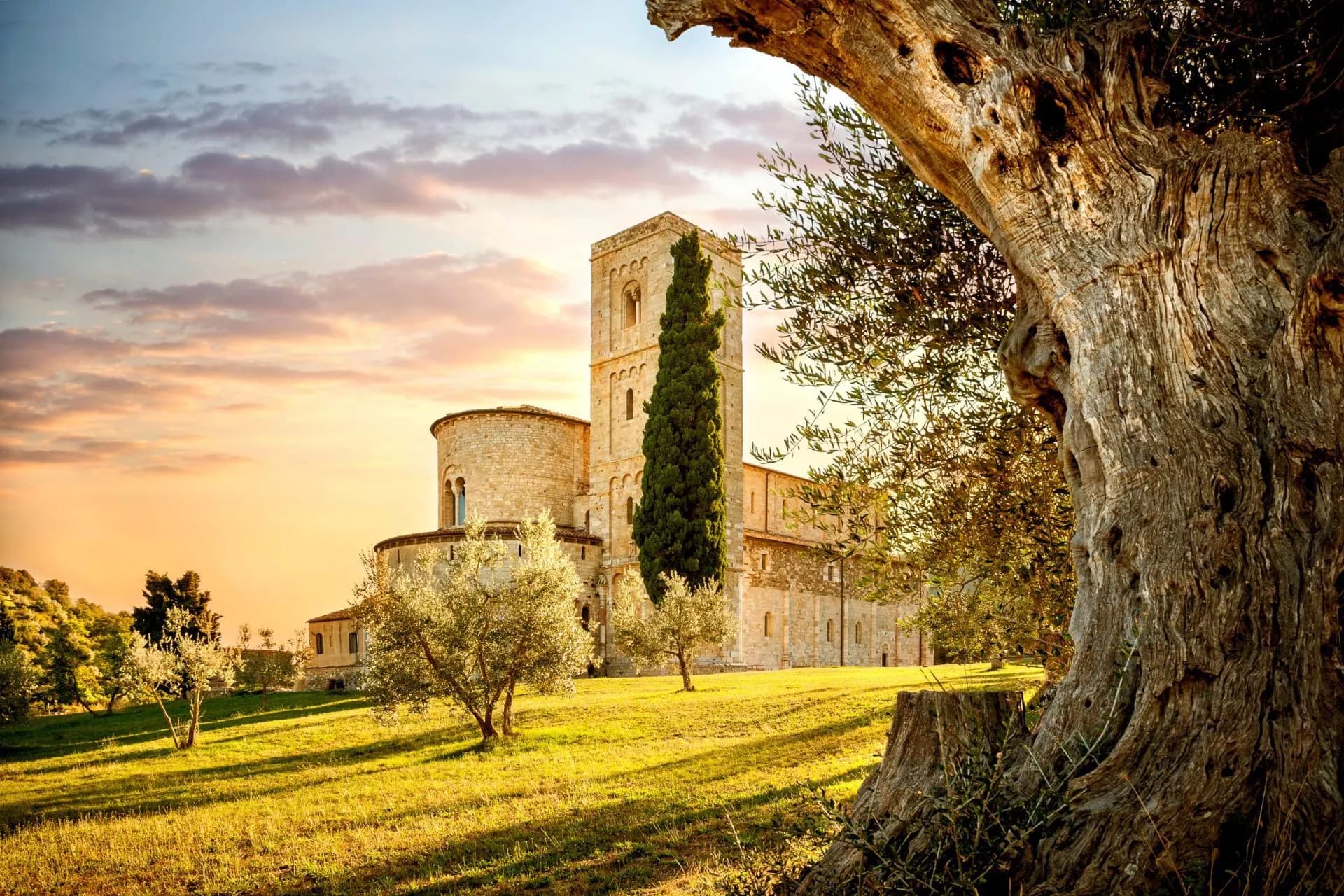 Sant'Antimo Abbey stone tower and apse framed by an ancient olive tree at sunset.