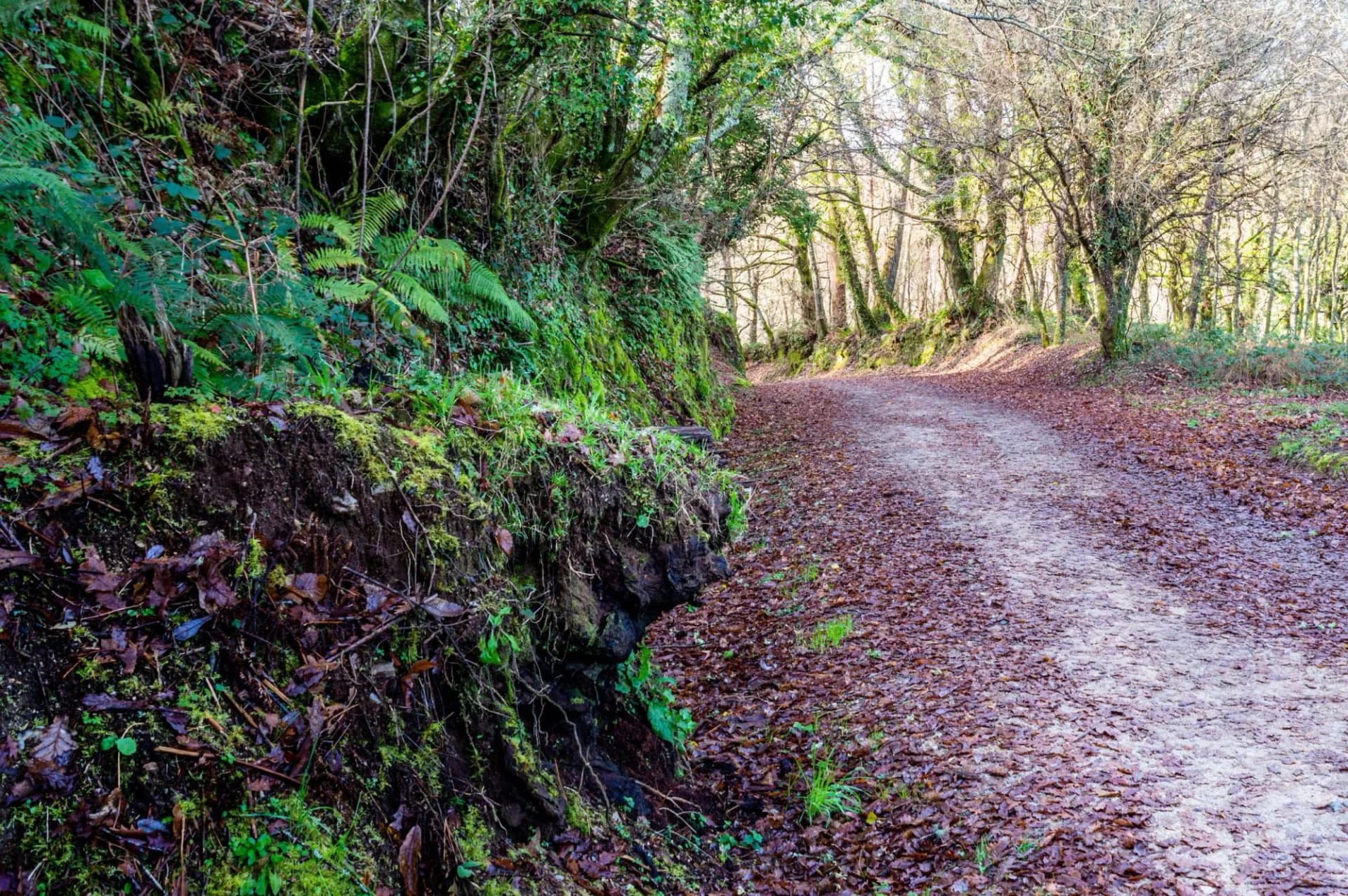 Hiking path between Melide and Arzúa covered in fallen autumn leaves, bordered by mossy bank and forest.