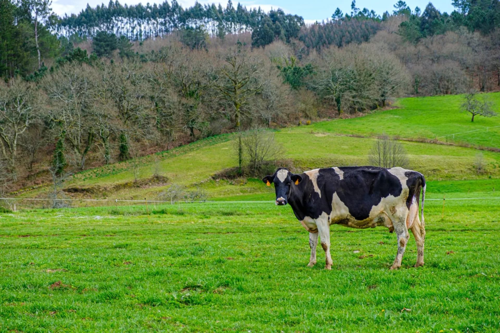 Black and white cow grazing in a lush green meadow near Arzua, with wooded hillsides.