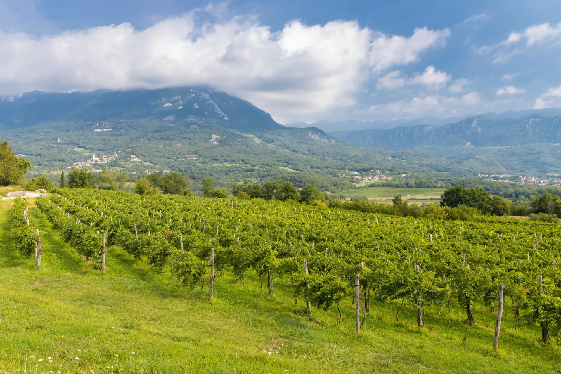Vineyards in Vipava Valley with green vines, rolling hills, and mountains under a cloudy blue sky.
