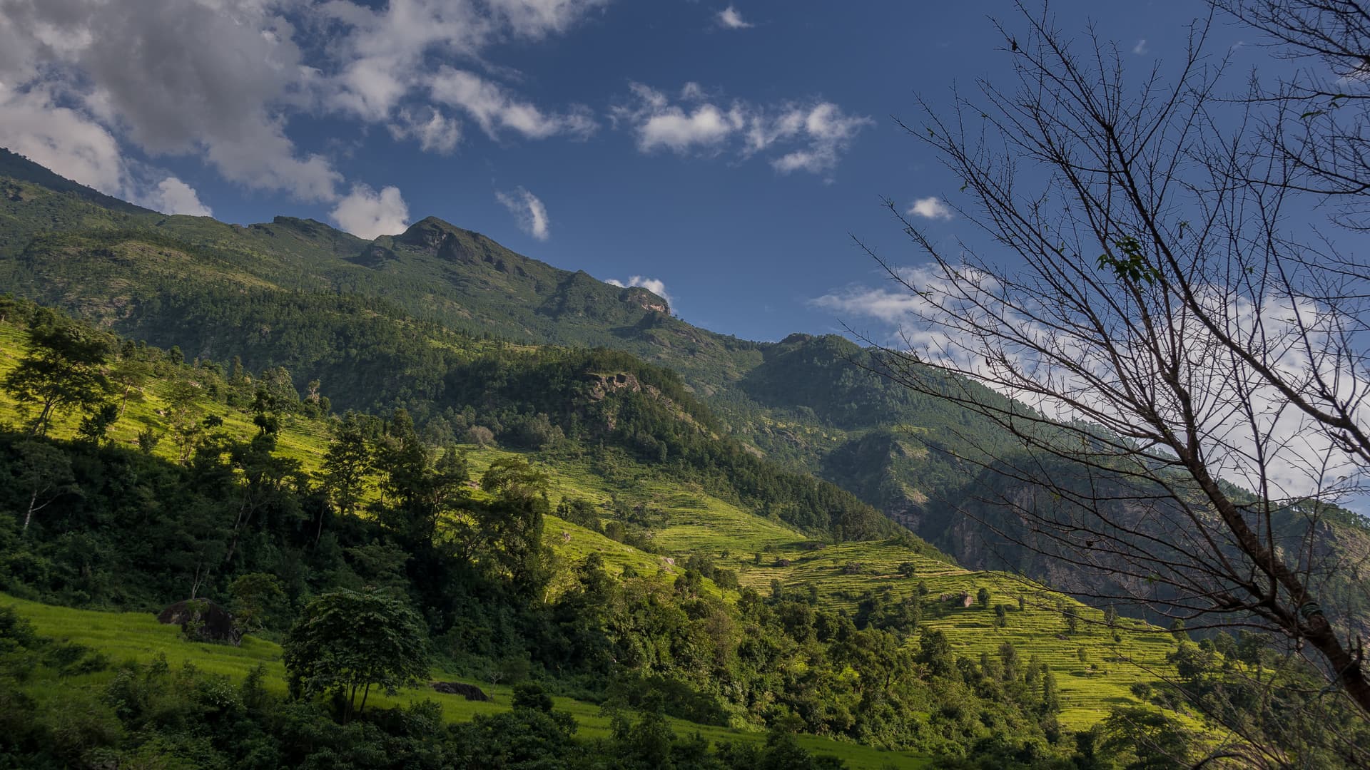 Rice fields along green terraced slopes beneath forested mountains near the Manaslu Circuit.