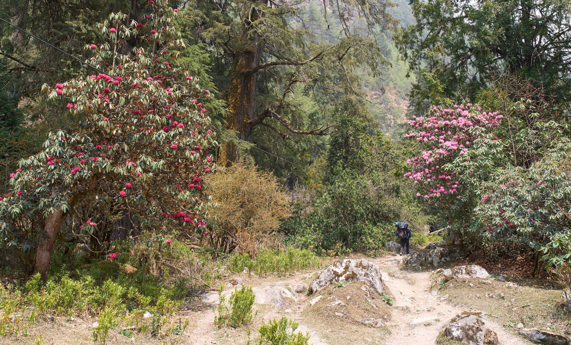 Hiker on dirt trail surrounded by blooming rhododendron trees in Manaslu region forest.