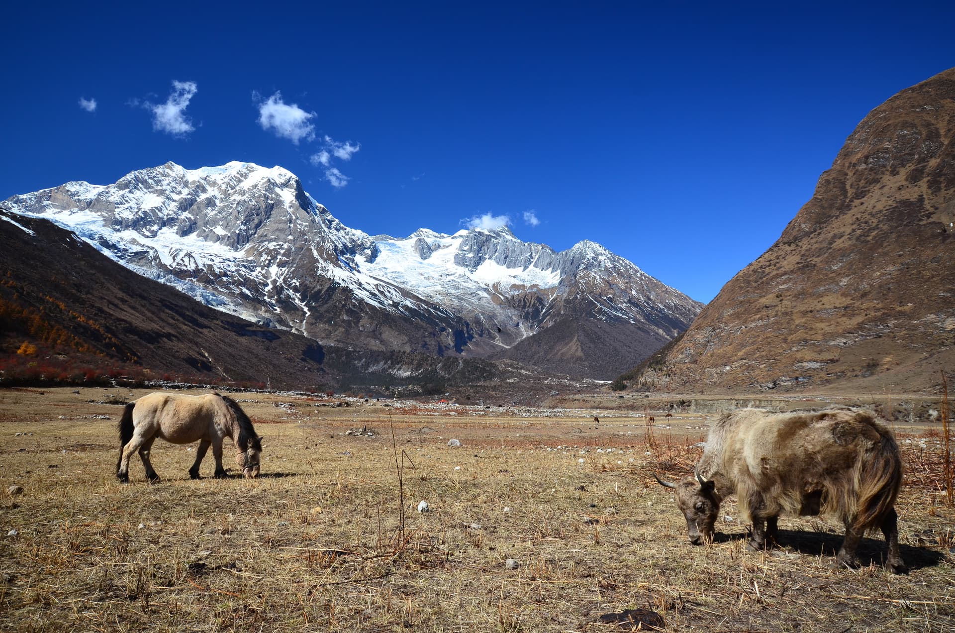Yak and horse grazing in dry valley with snow-capped Himalayan mountains under bright blue sky.