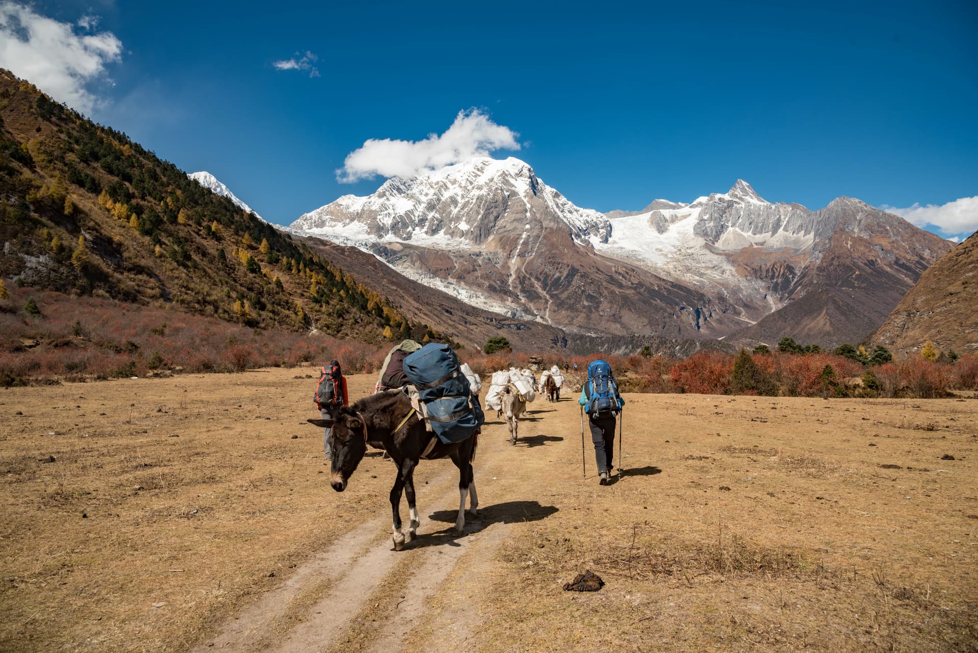 Trekking with pack animals on dry ground beneath massive snow-capped mountains under a blue sky.