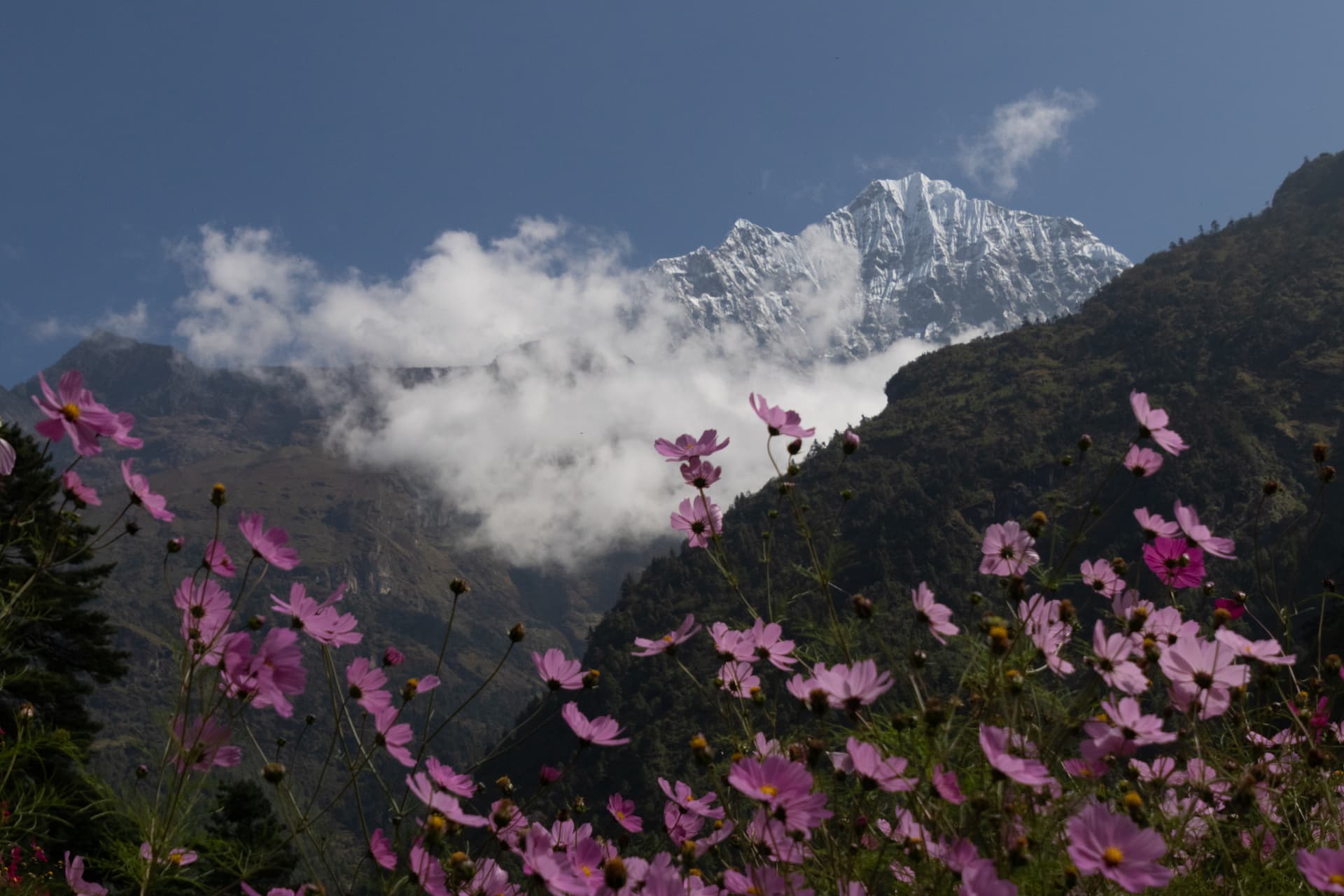 Pink cosmos flowers in foreground with snow-capped Himalayan mountain peaks above clouds.
