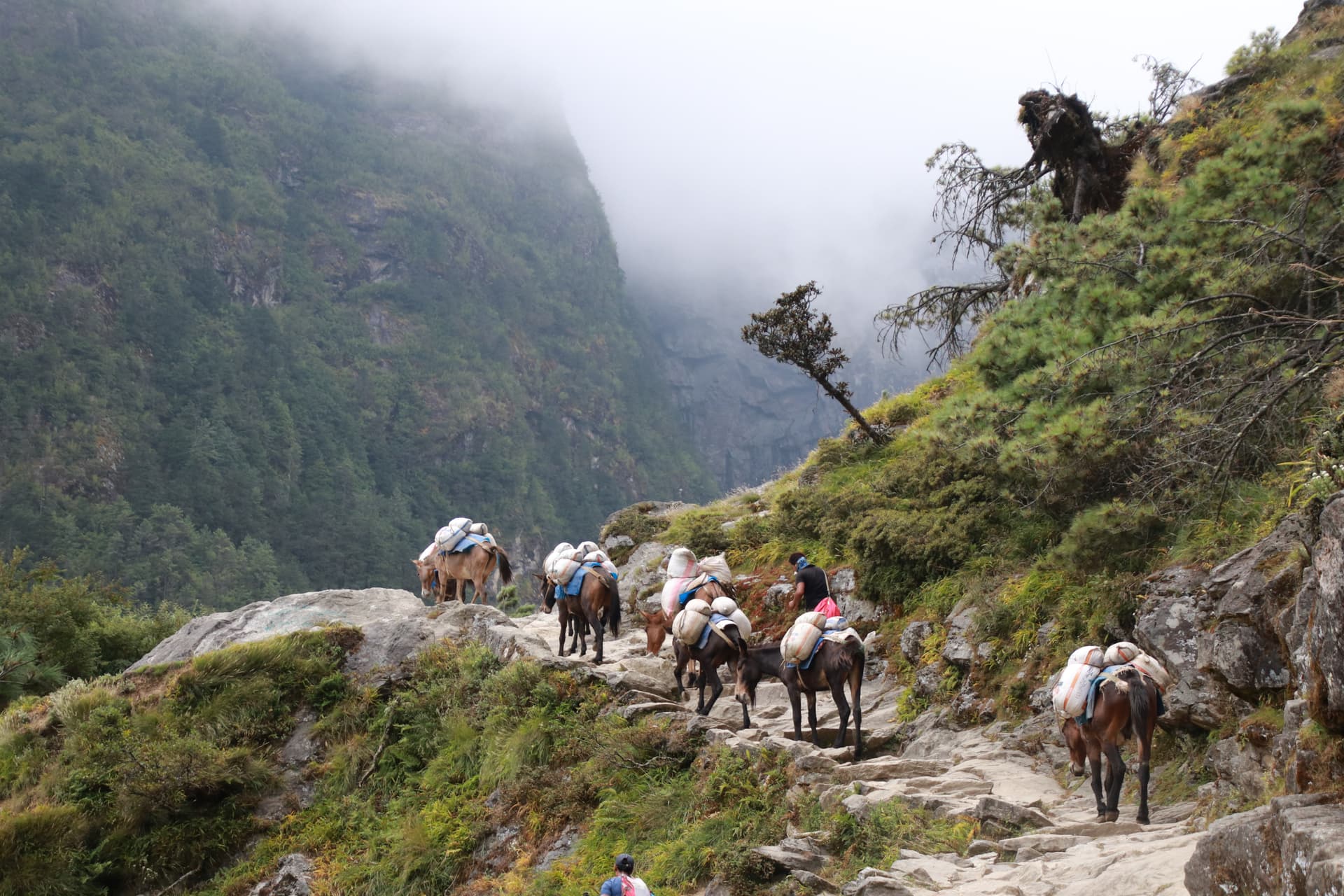 Mules carrying supplies on a rocky trail near steep, foggy mountains on the Lukla to Phakding route.