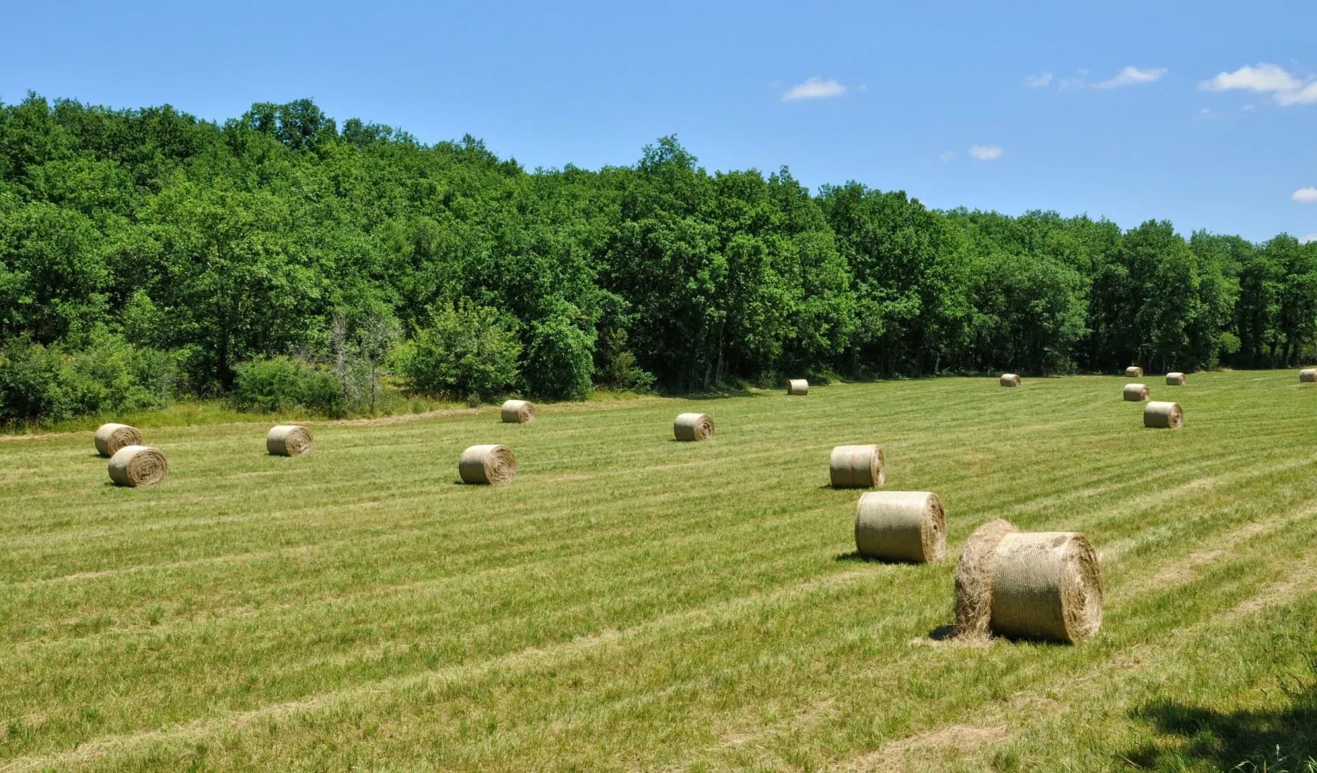 Round hay bales scattered across a mown green field with a dense forest backdrop under a blue sky.