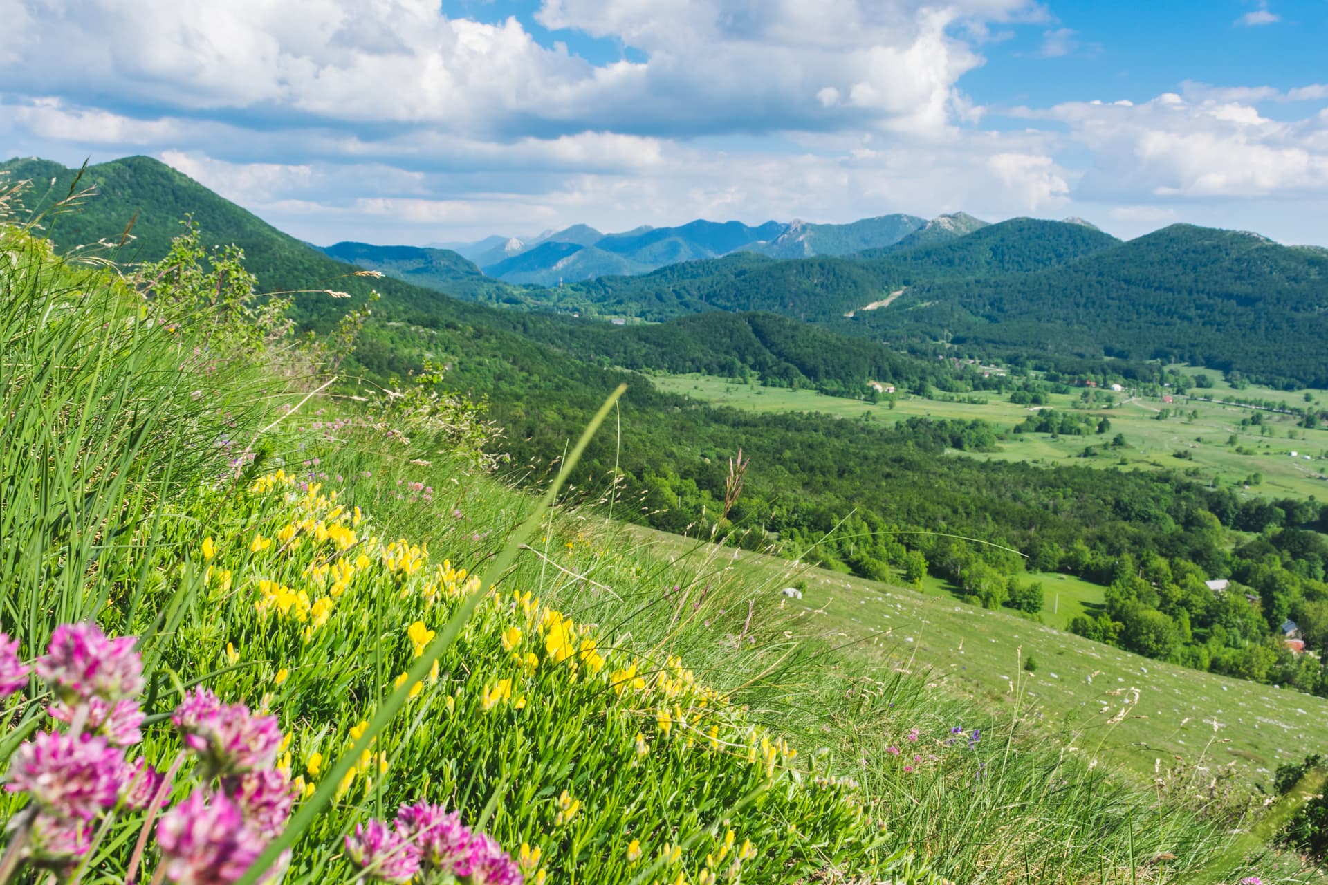 Velebit pastures with wildflowers in foreground overlooking green, forested mountains under blue sky.