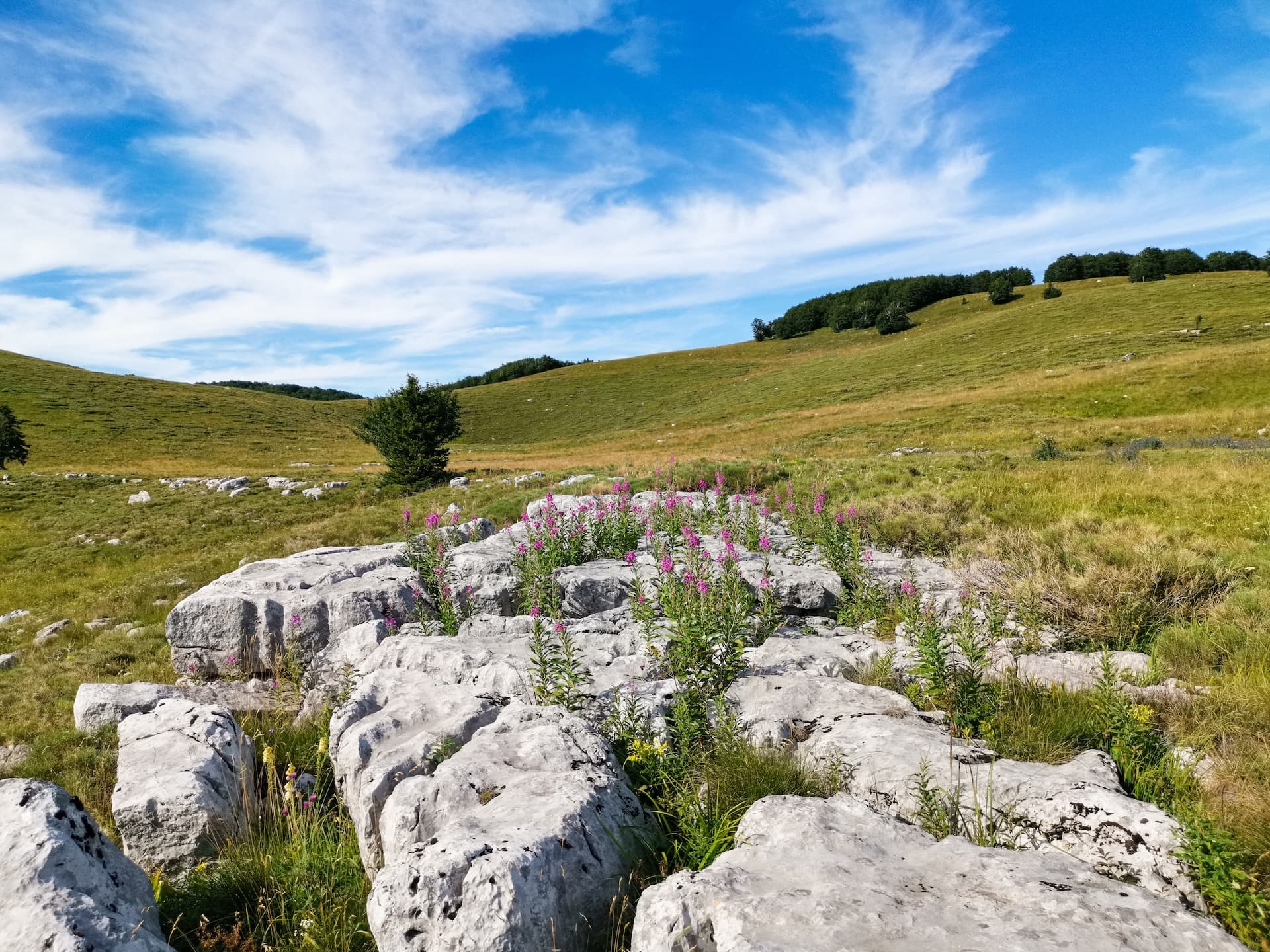 Rocky meadow with pink wildflowers and green hills under a blue sky in Northern Velebit.