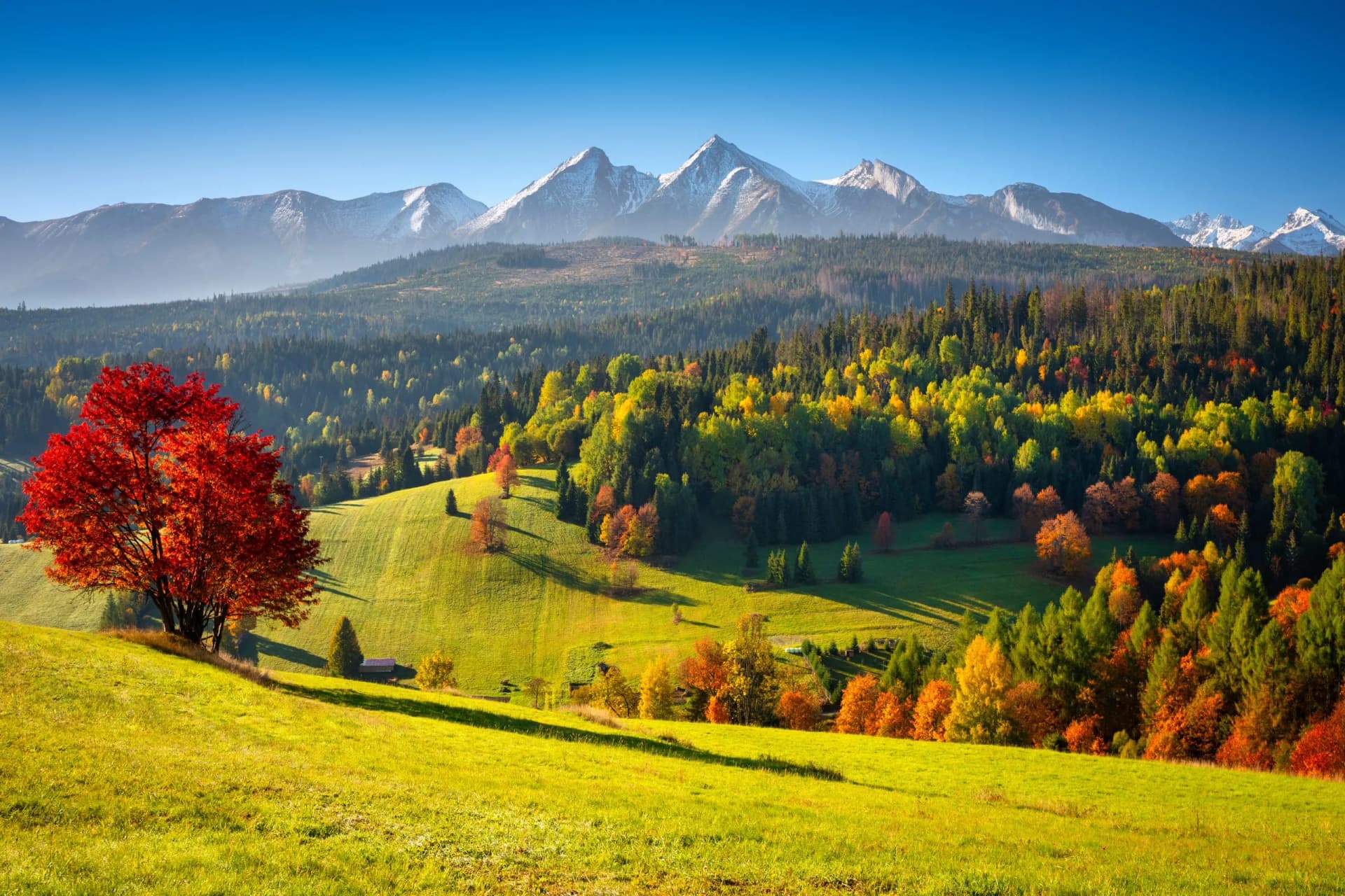 Beautiful autumn with a red and yellow trees under the Tatra Mountains at sunrise. Slovakia