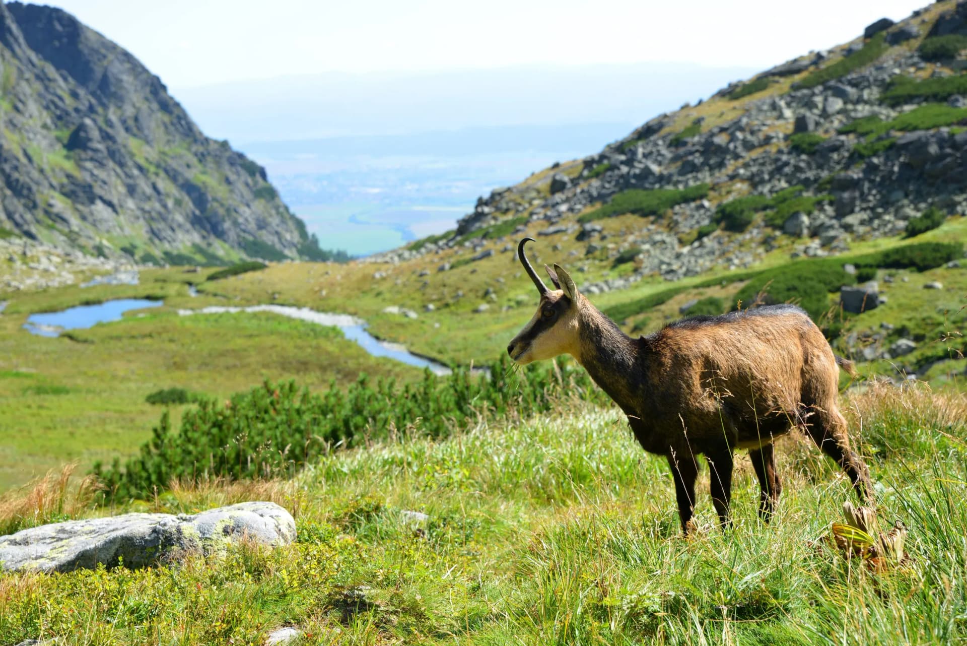 Chamois grazing in Velicka Valley, Tatra Mountains, with a stream and distant valley view.