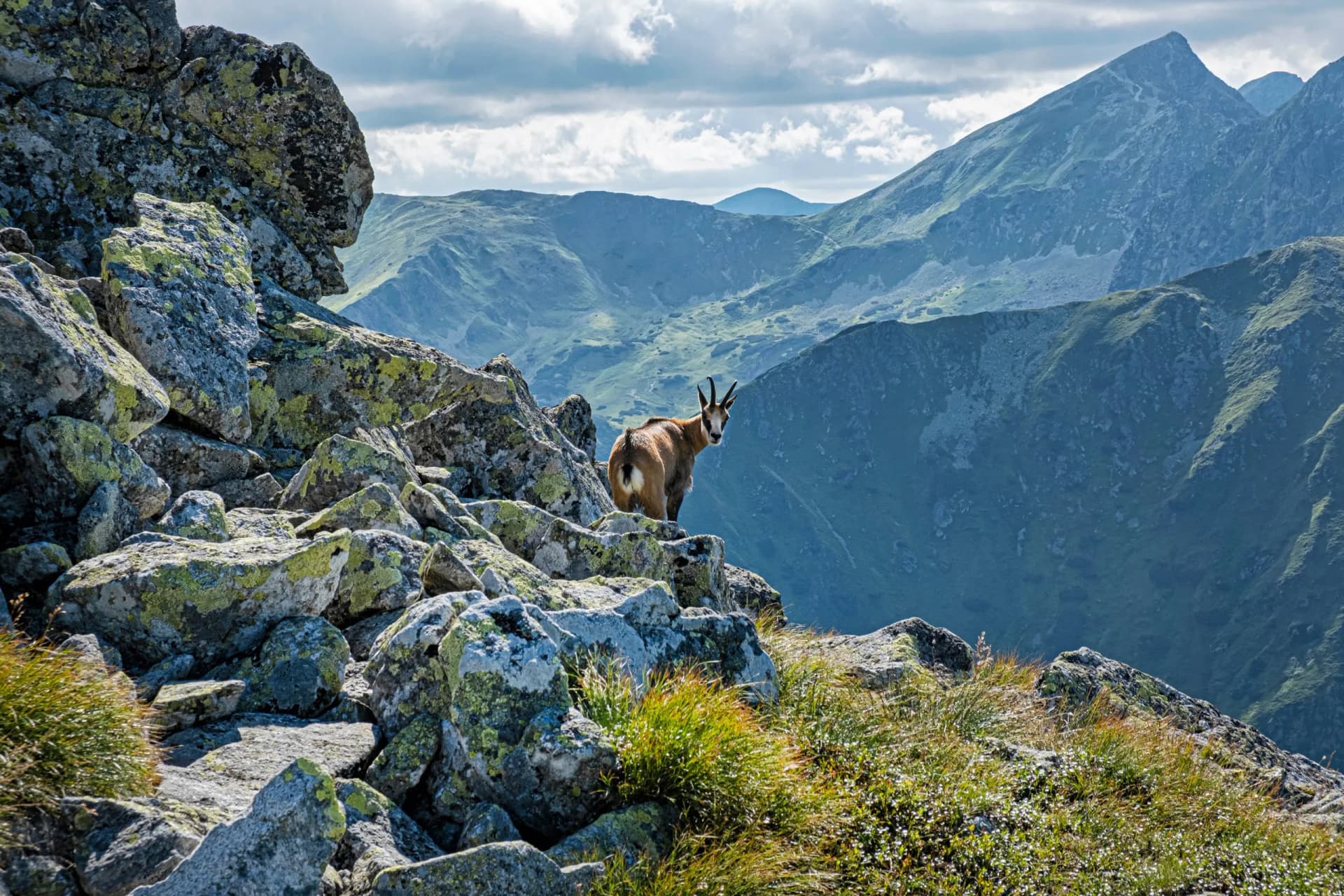 Tatra chamois (Rupicapra rupicapra tatrica) in Western Tatras, Slovakia