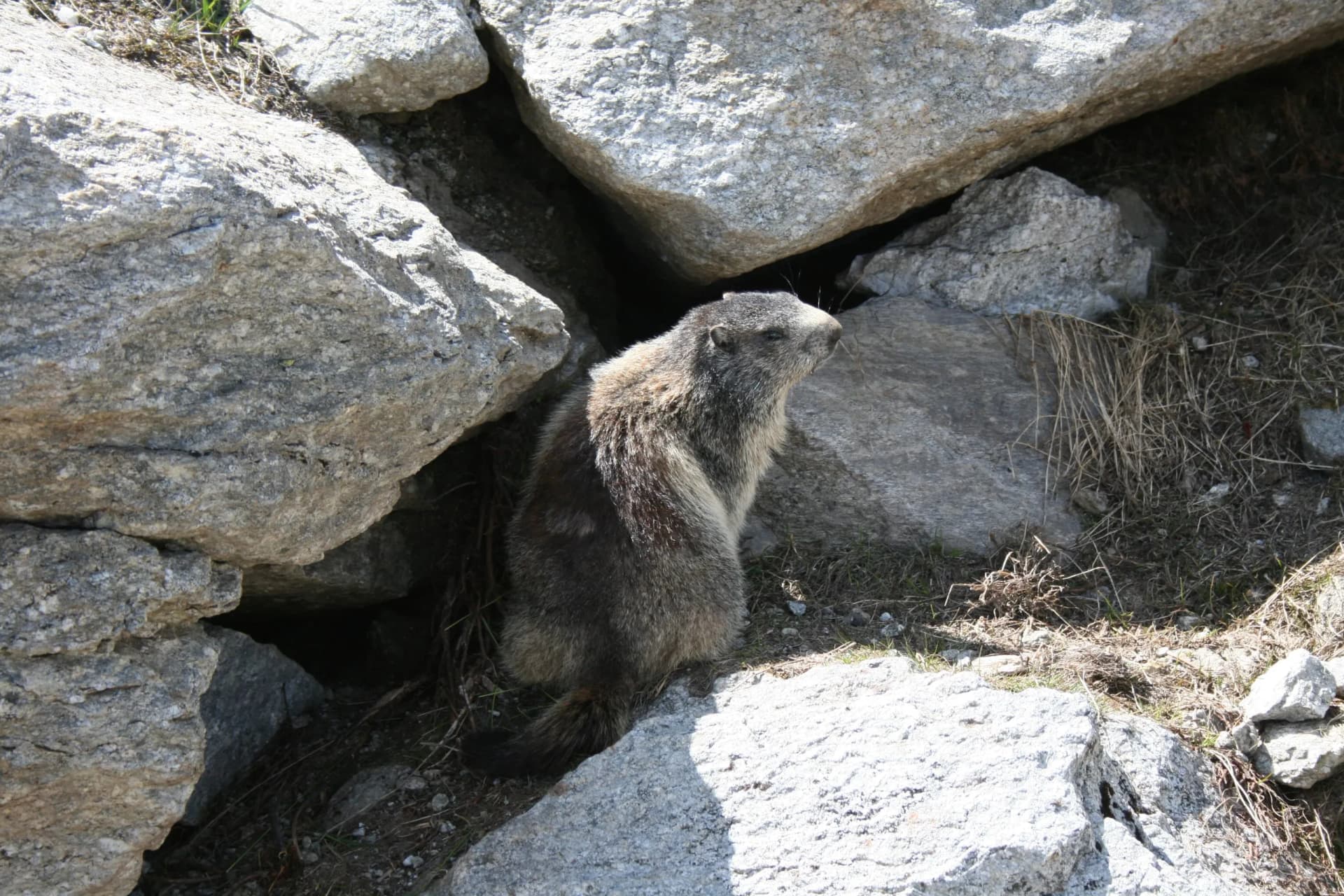 Alpine marmot (Marmota marmota)