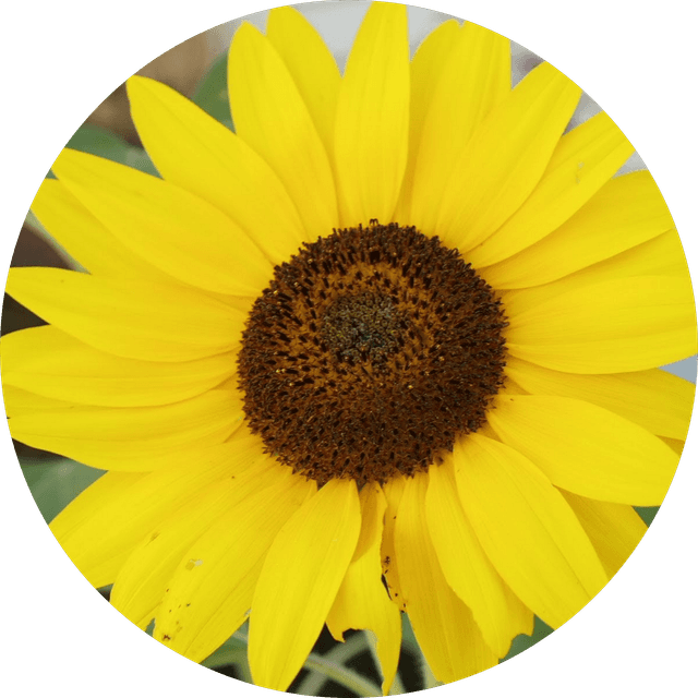 Sasha Rayzl Lansky's profile photo