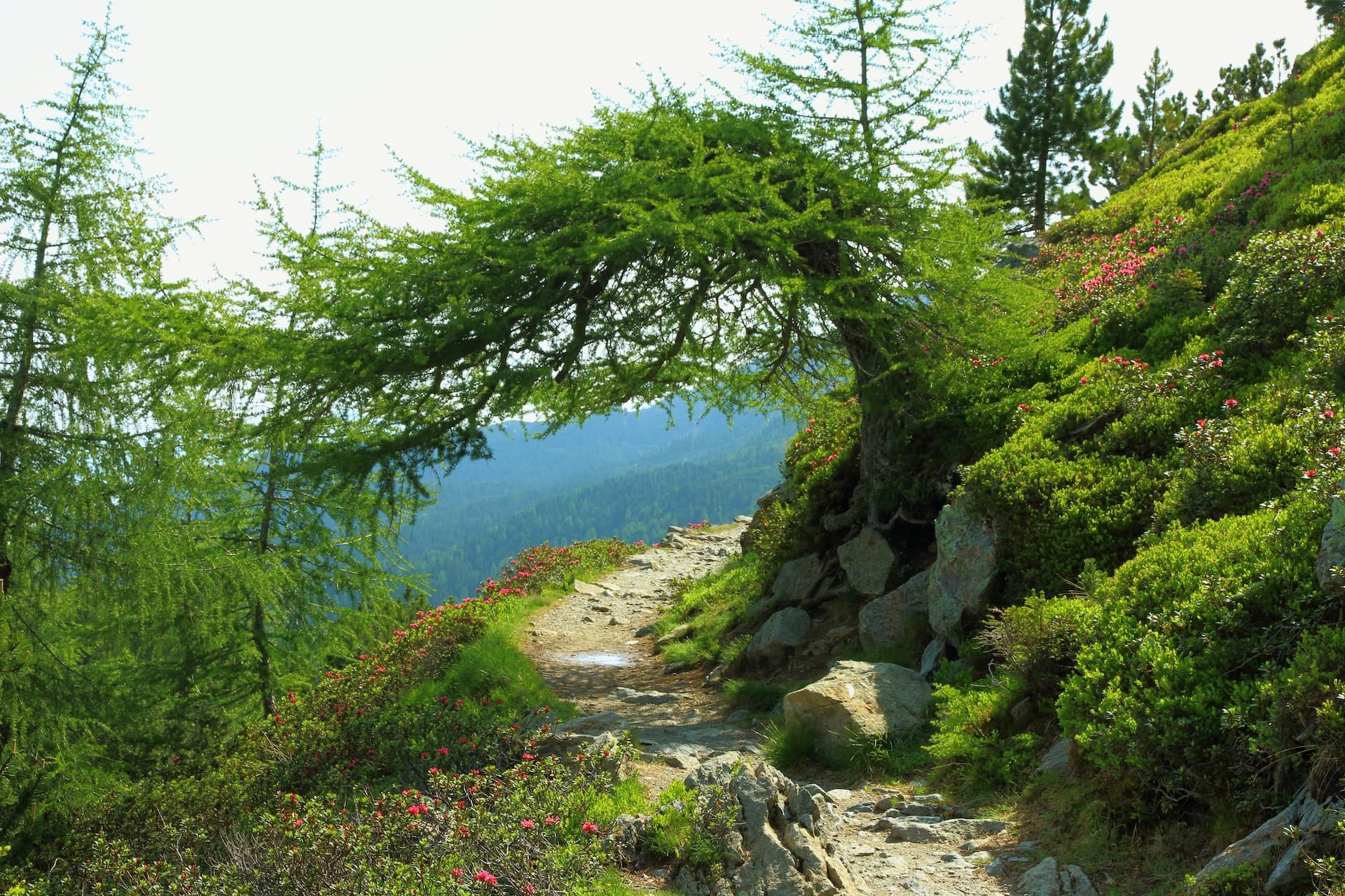 Hiking trail on Zirbenweg with bent pine tree, green slopes, and pink flowers.