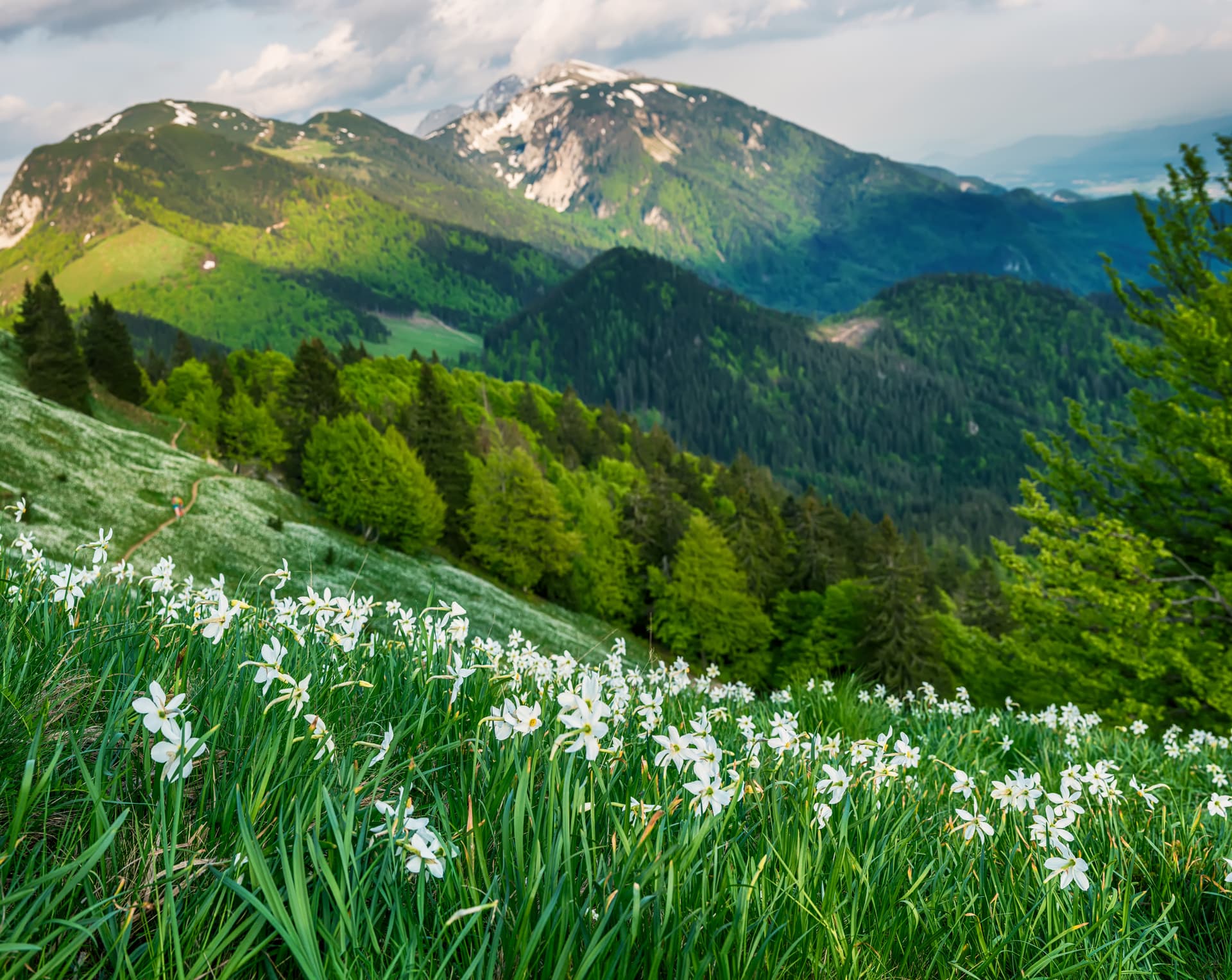 White daffodils blooming in grass field with green mountains and partial snow in background, Golica.