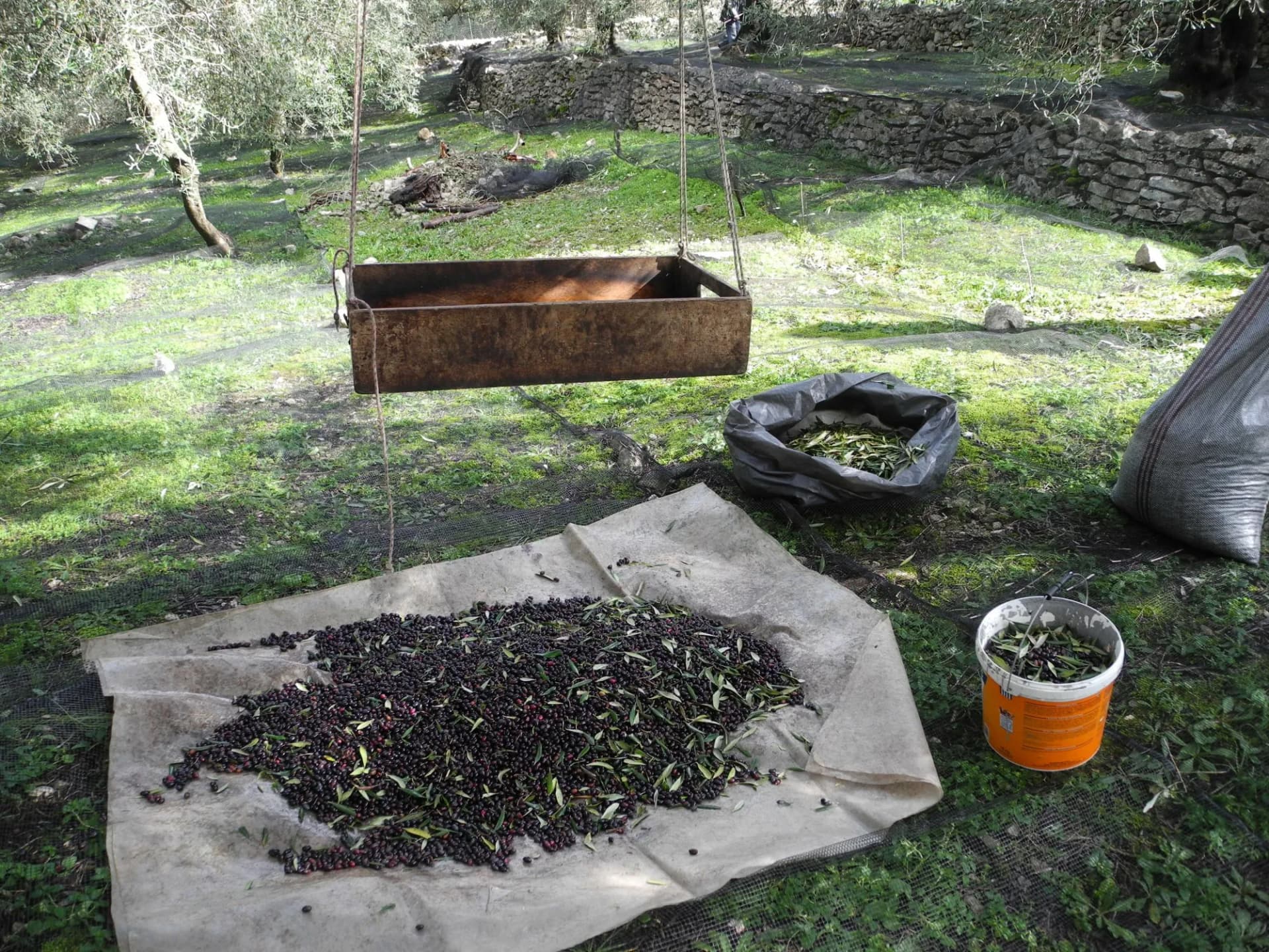 OLIVES, CORFU ISLAND