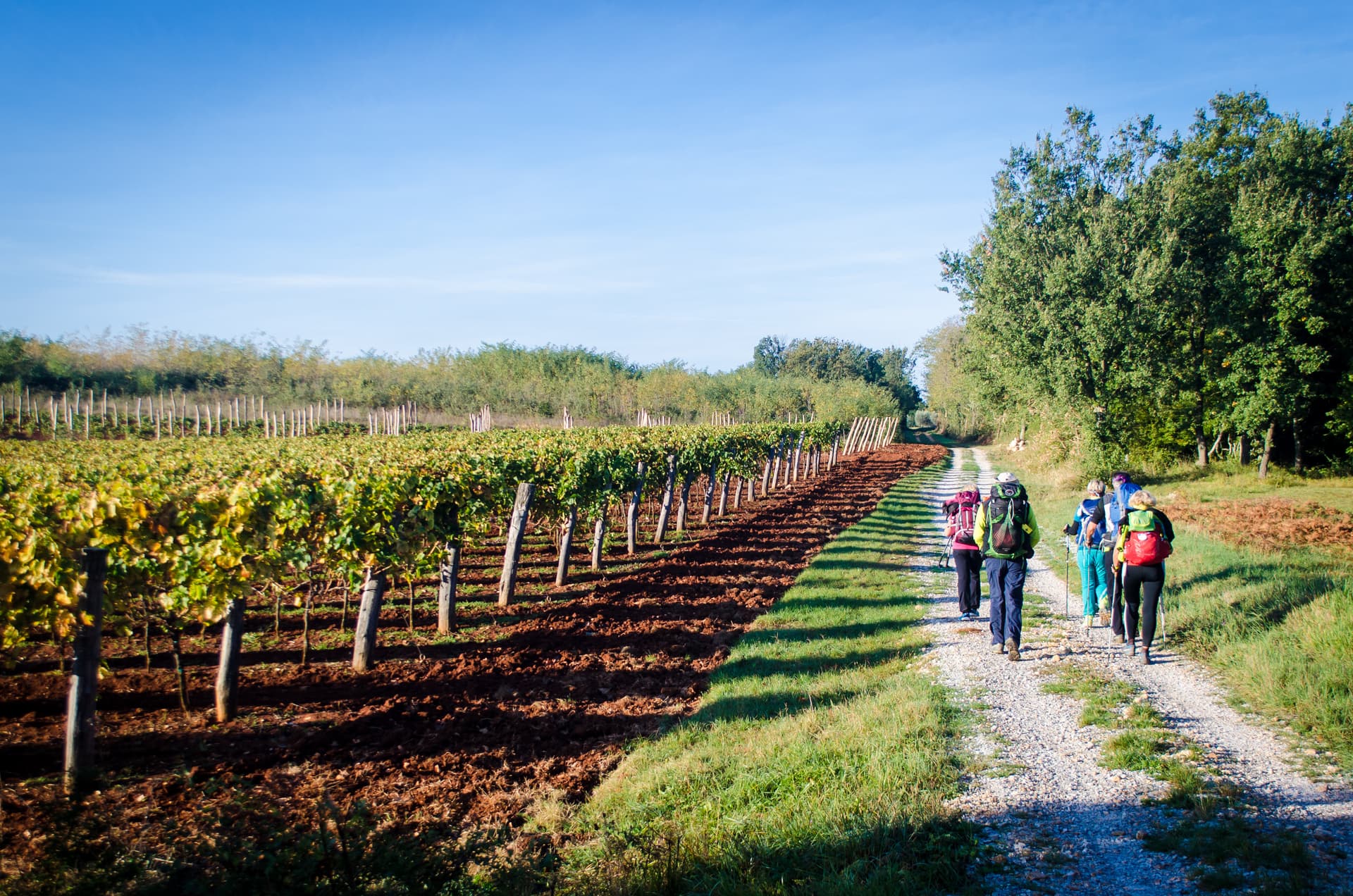 Hikers with backpacks walk along a gravel path next to a vineyard under a clear blue sky.