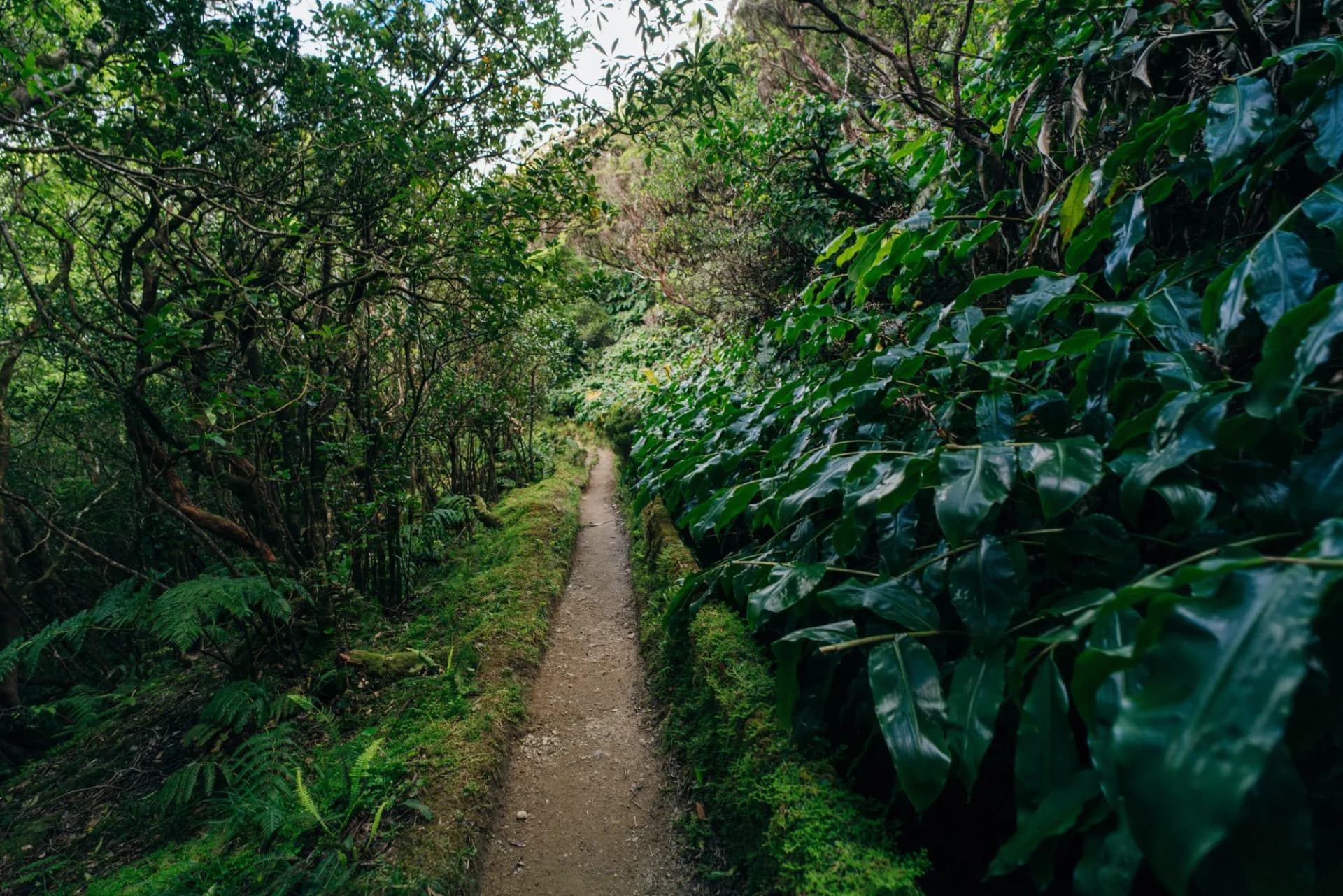 View from Levada on the portuguese island of Asores. san miguel