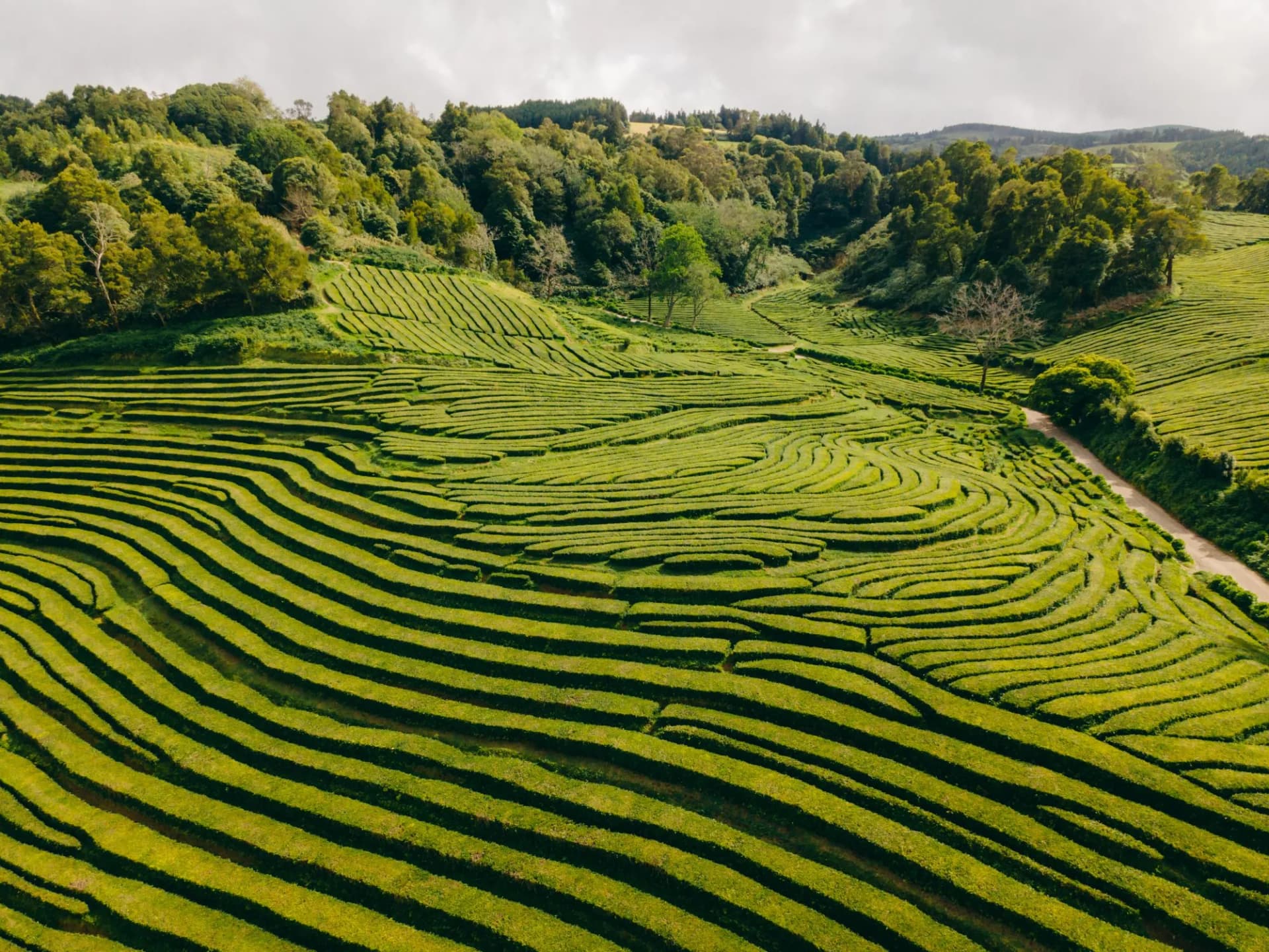 Gorreana Tea Factory and plantation is the only tea plantation in Europe. It is located on Sao Miguel island in Azores Portugal. High quality photo