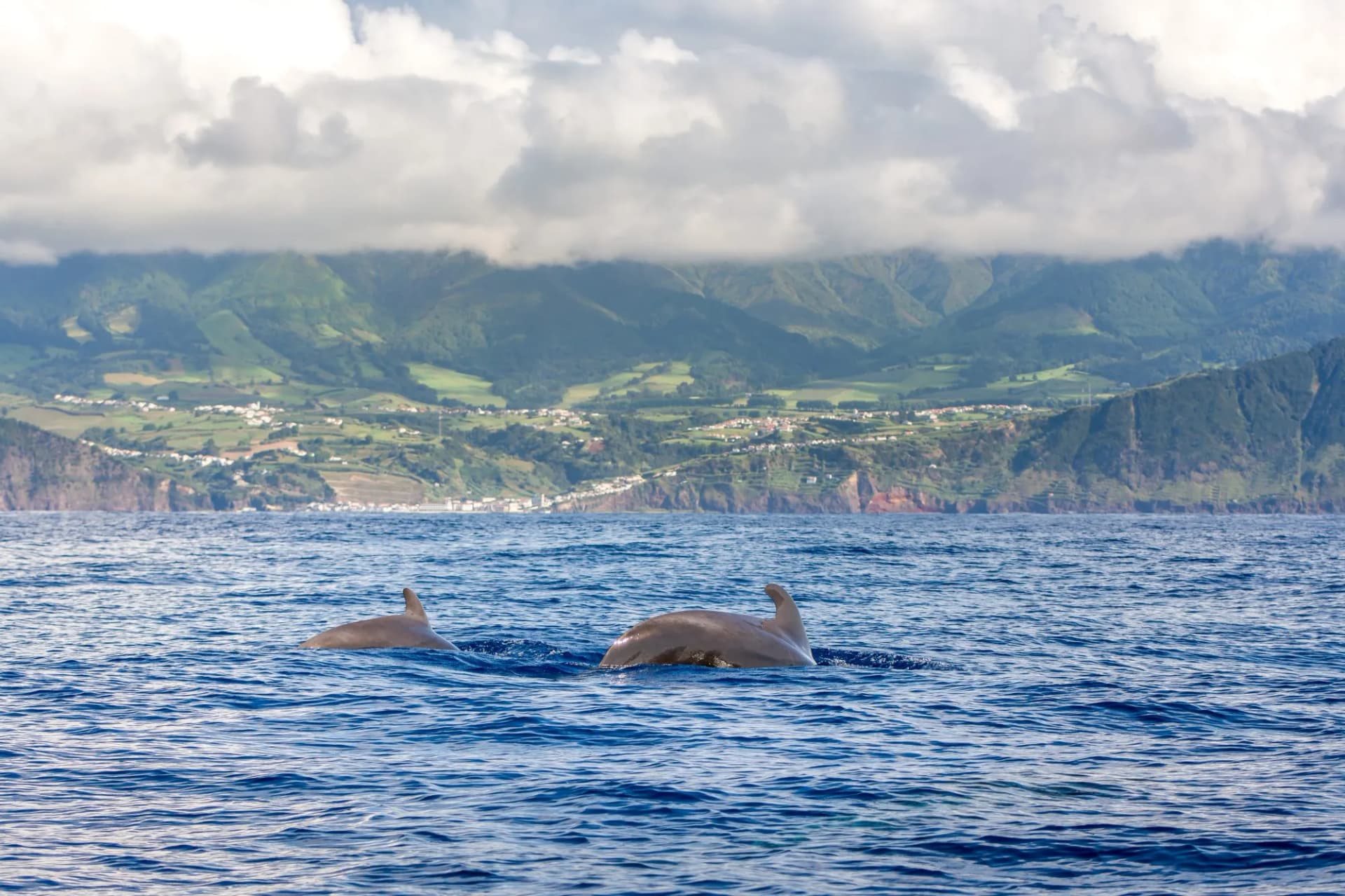 whales azores