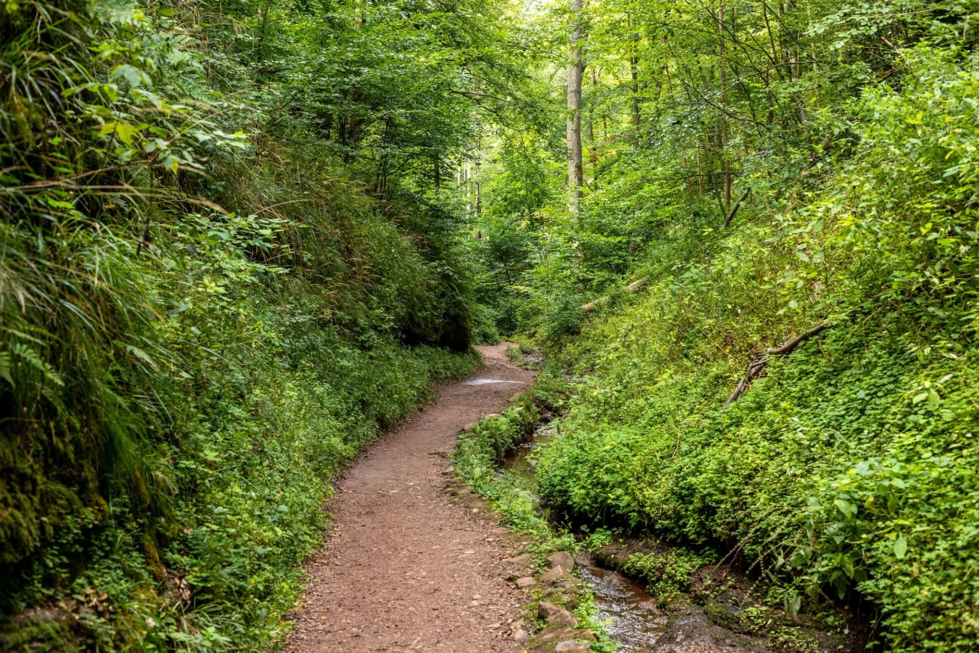 Hiking trail and stream in the Drachenschlucht near Eisenach