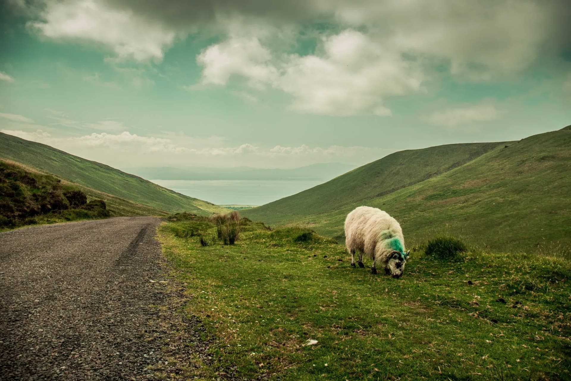 Sheep grazing by gravel road between green hills overlooking water, Slieve Mish.