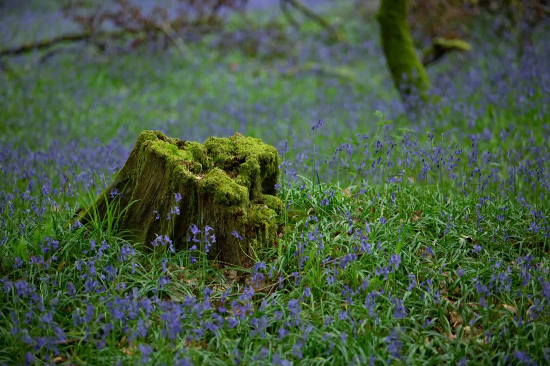 Bluebells in Tomnafinnoge woods, Ireland