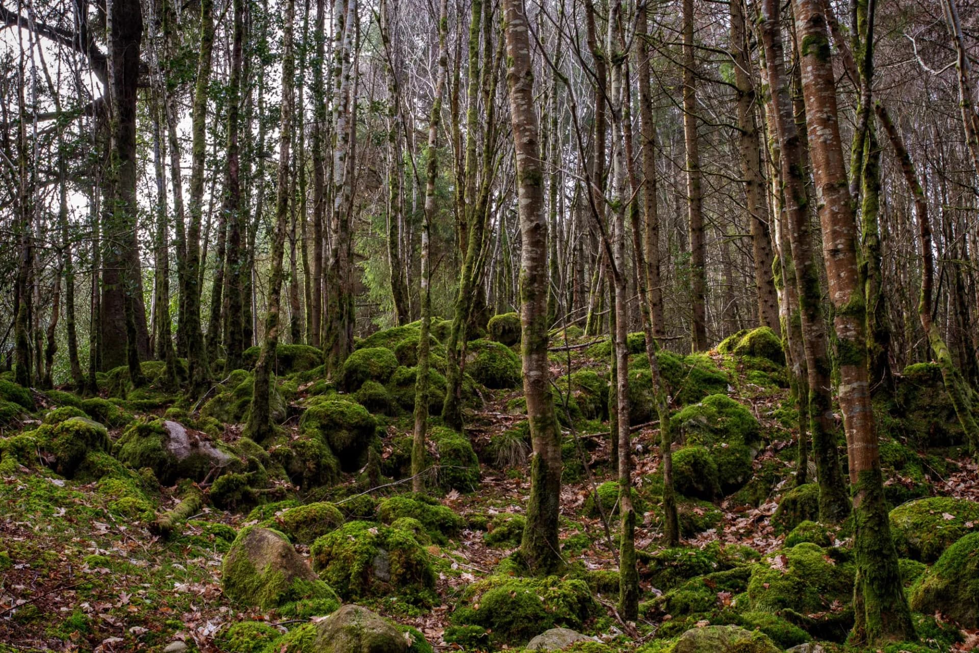 Trees at Glenmalure in the Wicklow Mountains during Winter