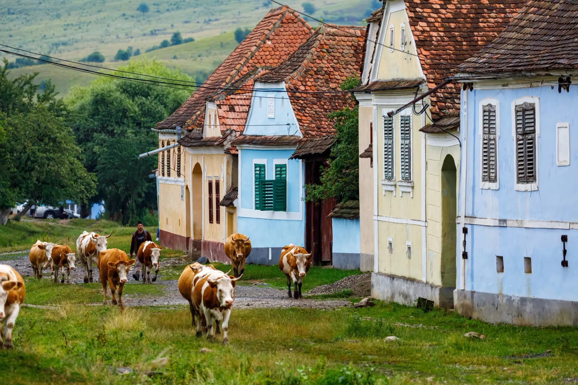 Cows in the village of Viscri in Romania