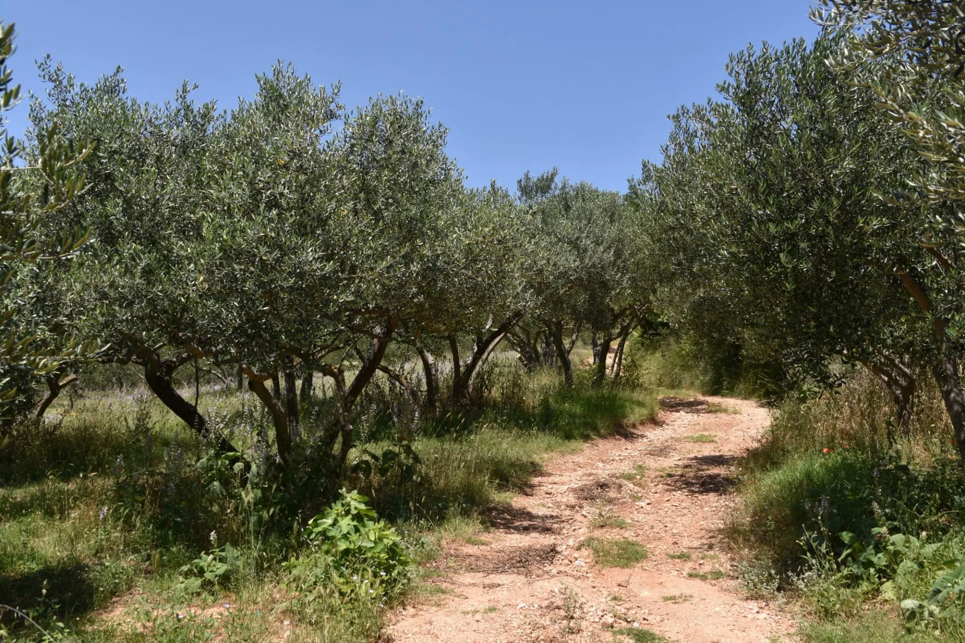 olive plantation, grove, trees, cultivation, orchard, Dalmatia, Croatia,