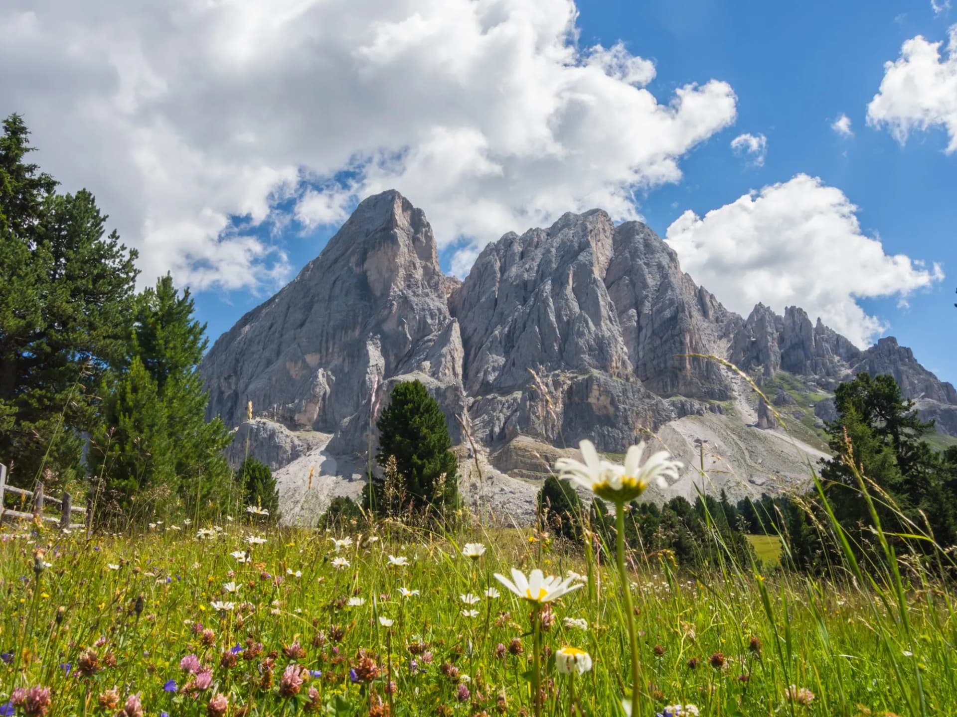Wildflower meadow with daisies in foreground below rugged mountain peaks under blue sky.