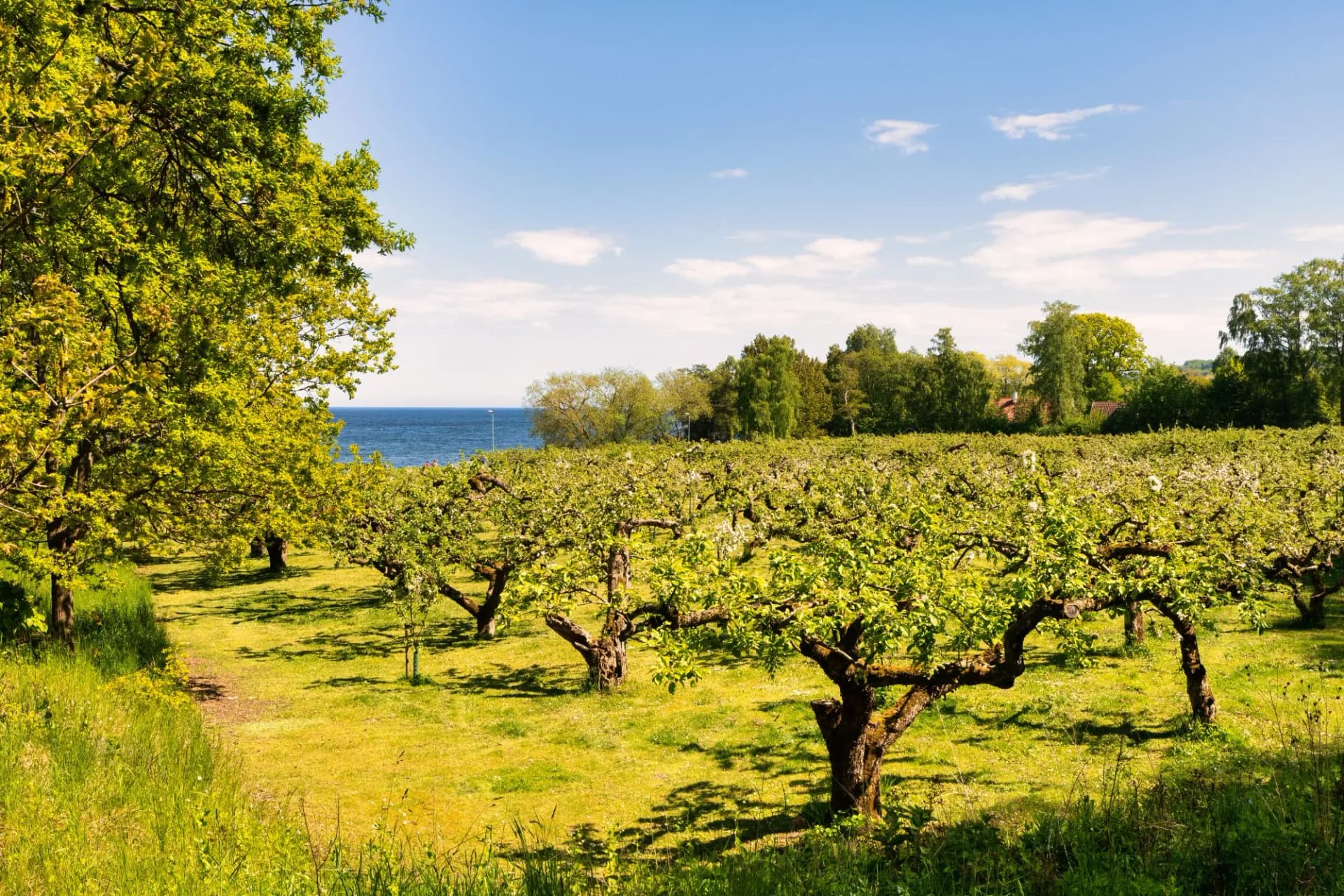Apple tree blossom in Kivik, Sweden is known for its apple production.