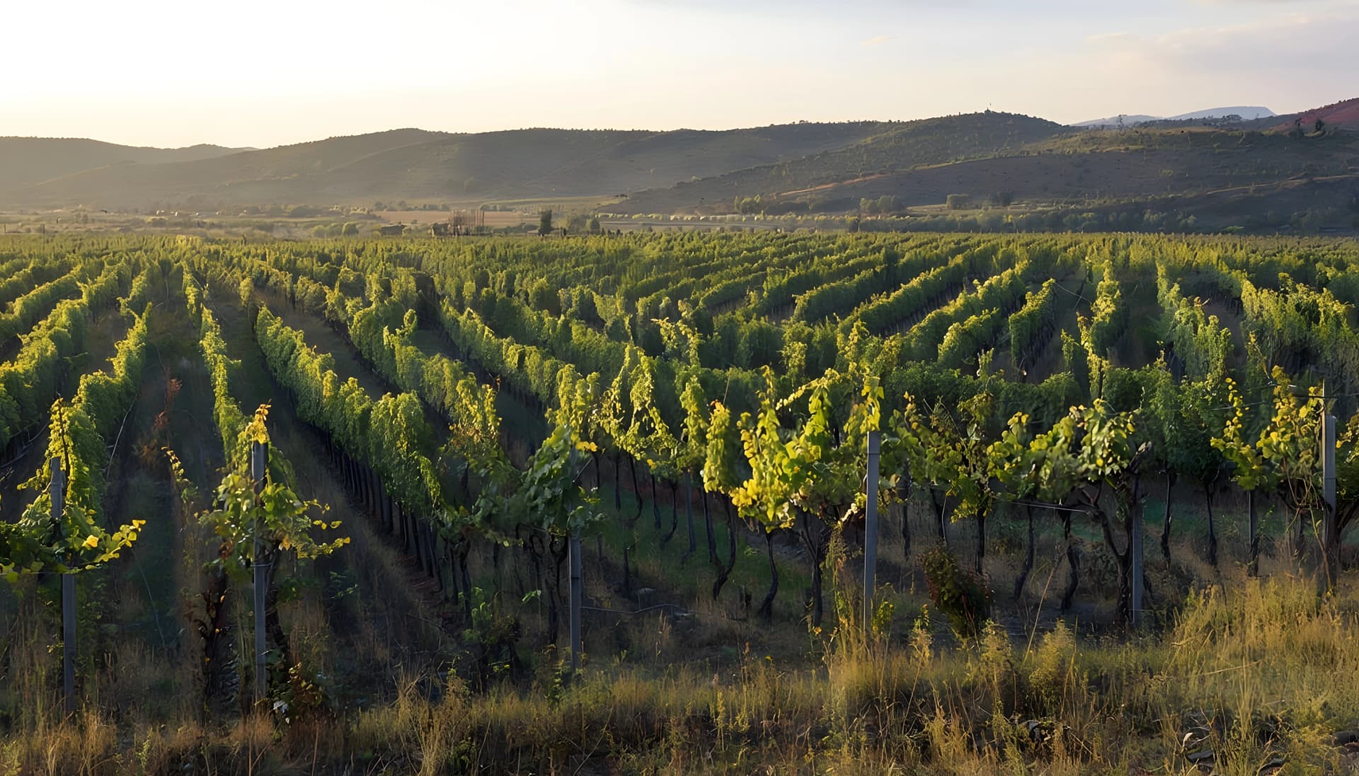 Ancient Vineyards of Kakheti, Georgia