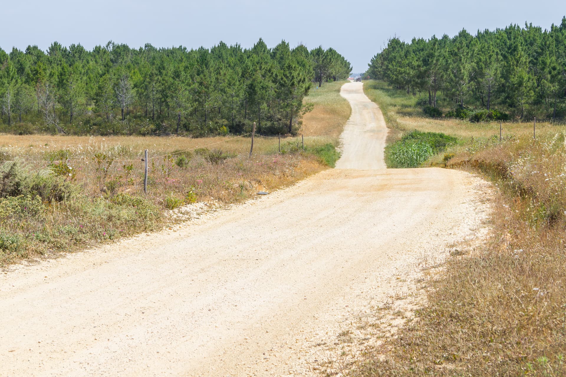 Winding dirt road leading through dry scrubland and pine forest near Aljezur.