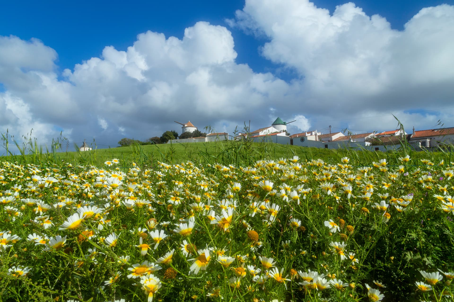 Field of daisies below windmills and white buildings in Vila do Bispo under blue sky.