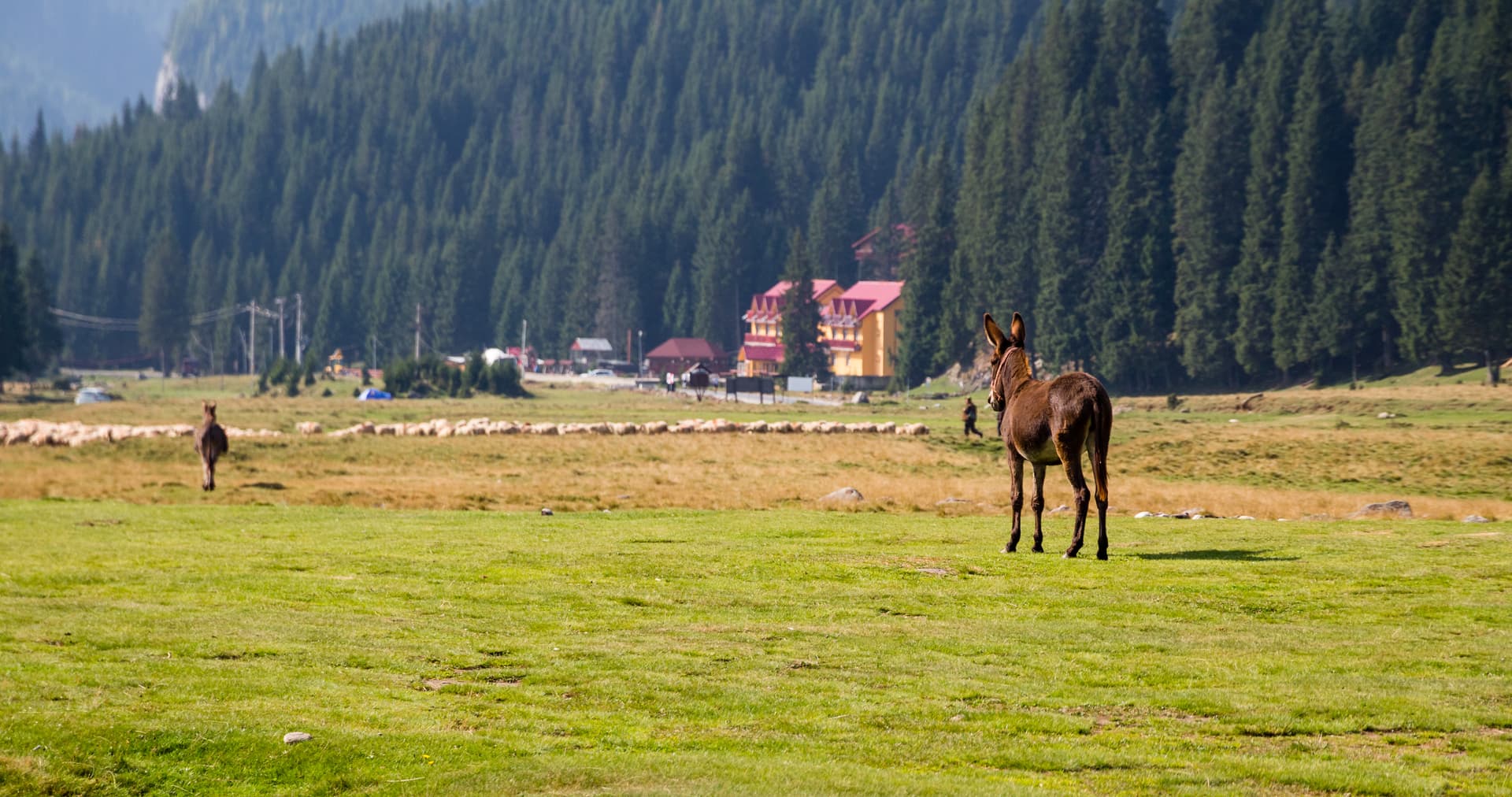 Donkey standing in a grassy field with sheep and forested mountains in the background
