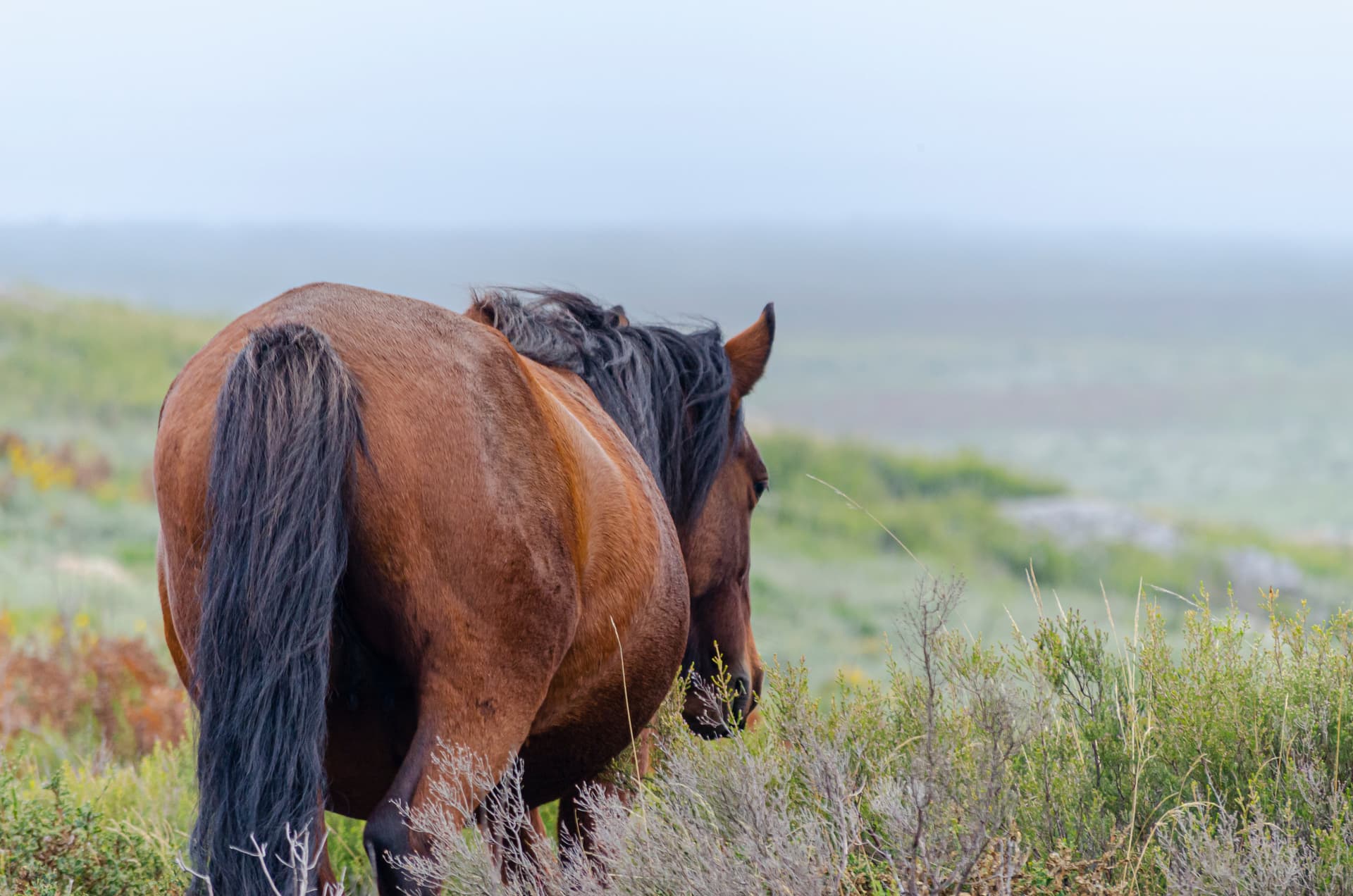 Brown horse with dark mane and tail grazing in scrubland with foggy background