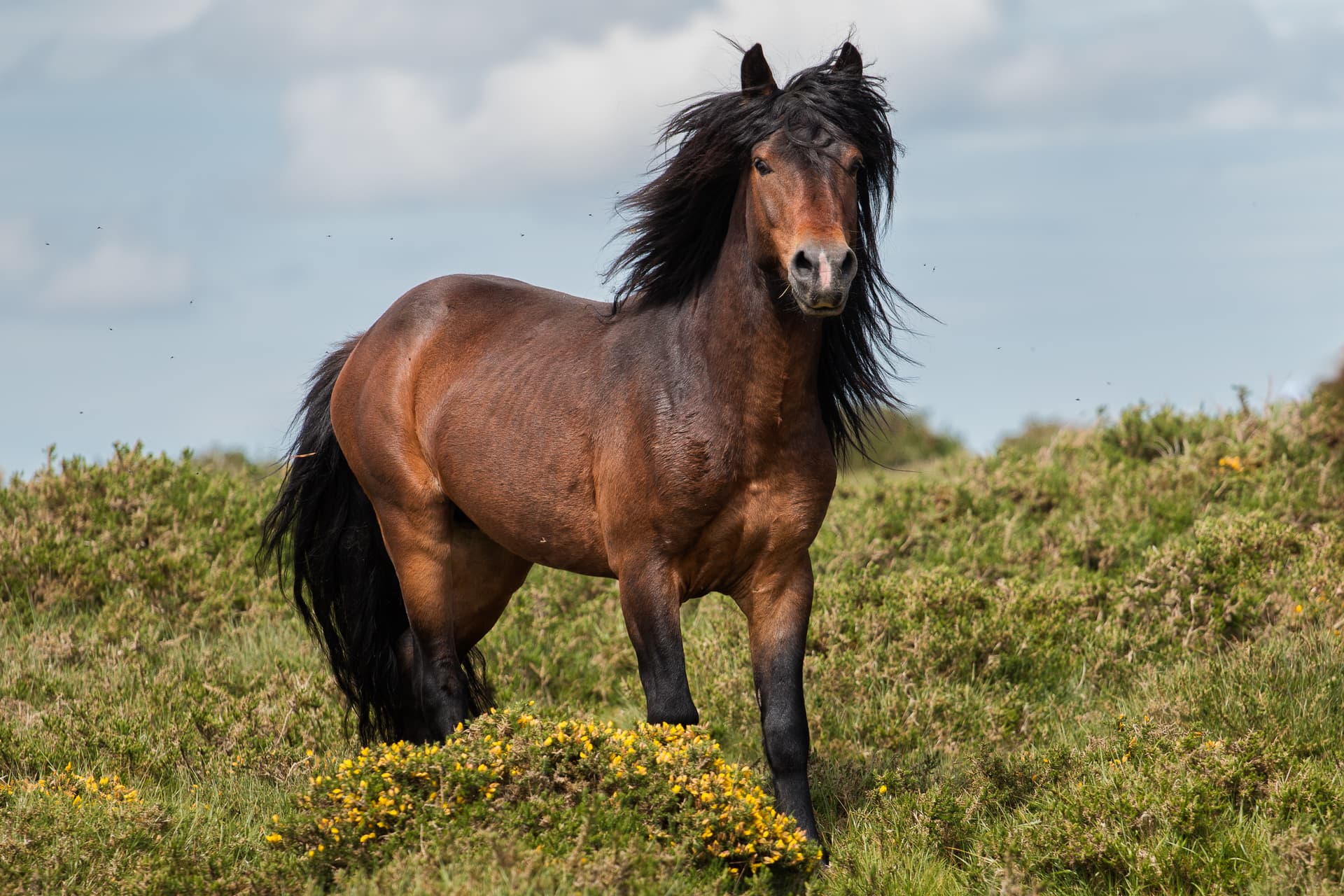 Wild brown horse with dark mane standing in grassy field with yellow gorse flowers.