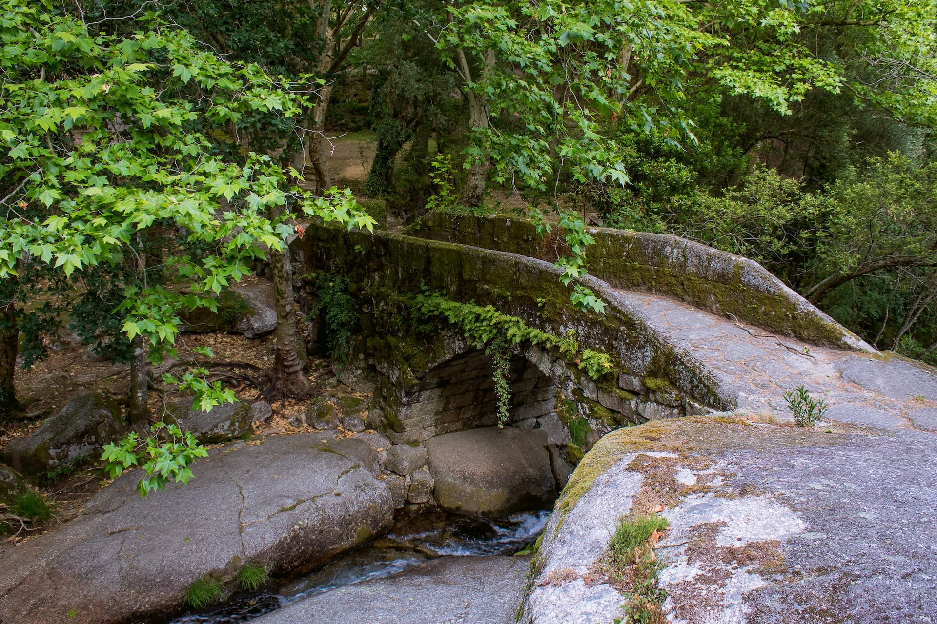 Moss-covered stone bridge over a stream in a lush forest, Peneda-Gerês.