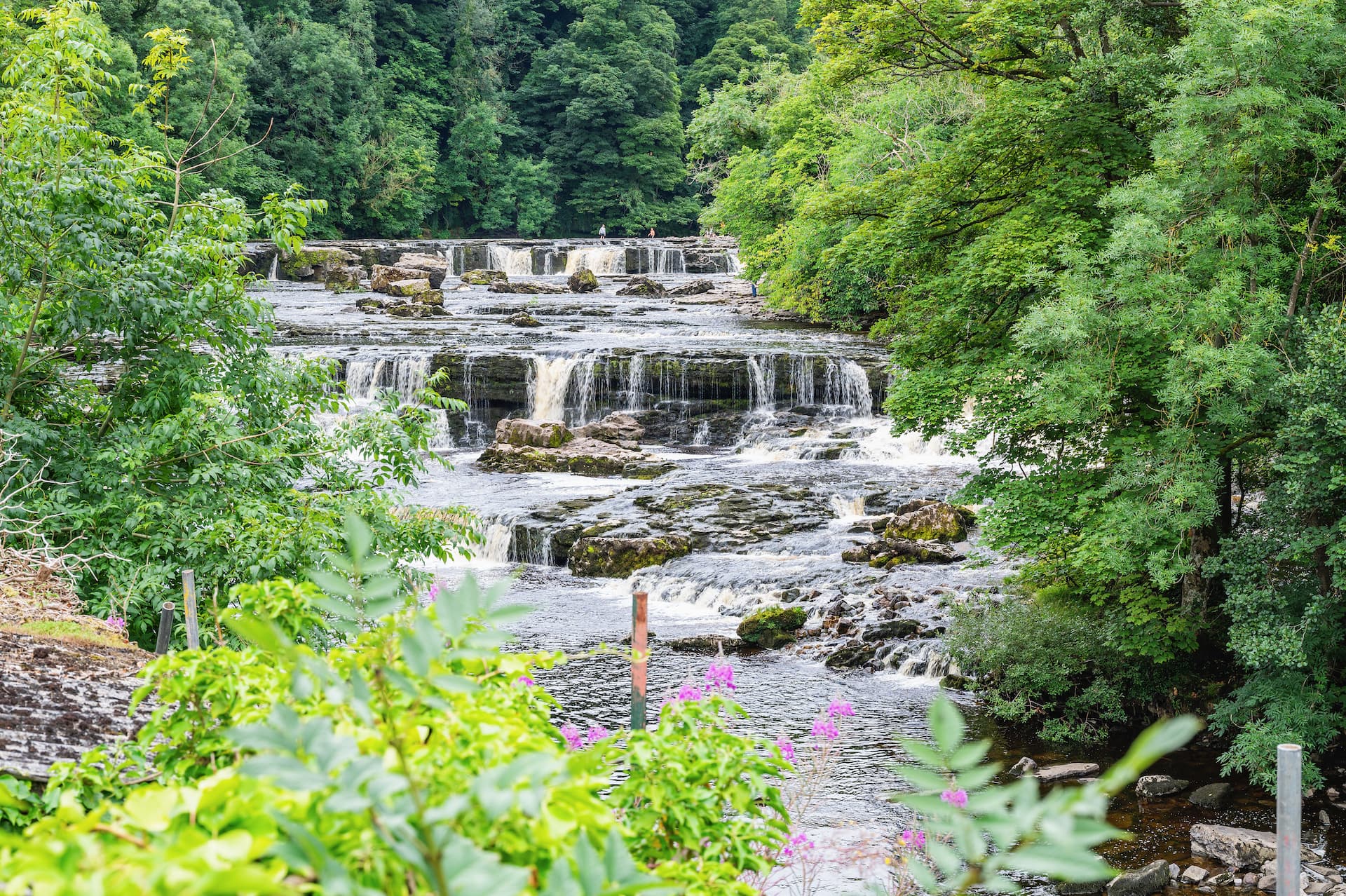Cascading waterfalls over dark rocks surrounded by dense green forest at Aysgarth Falls.