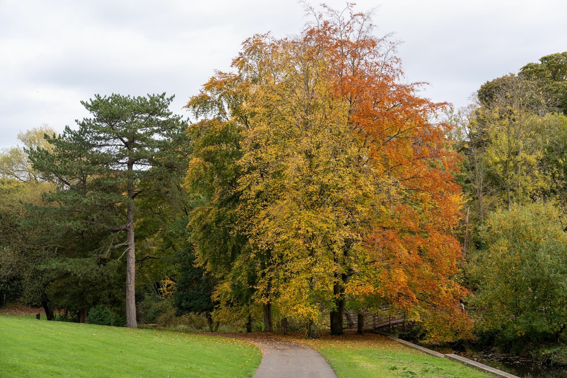 Paved path leading through park trees with yellow and orange autumn foliage in Wallsend Park.