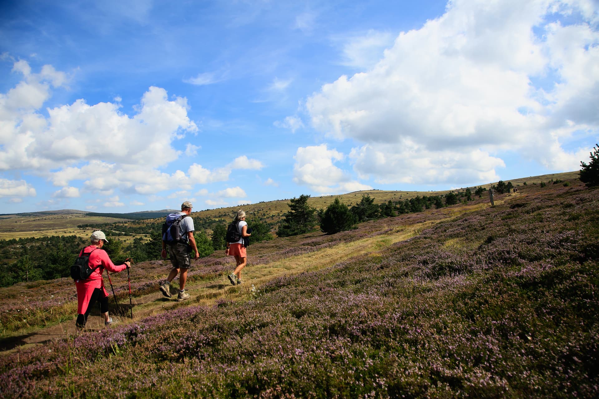 Hikers trekking across Mont Lozère hillside covered in purple heather under blue sky.