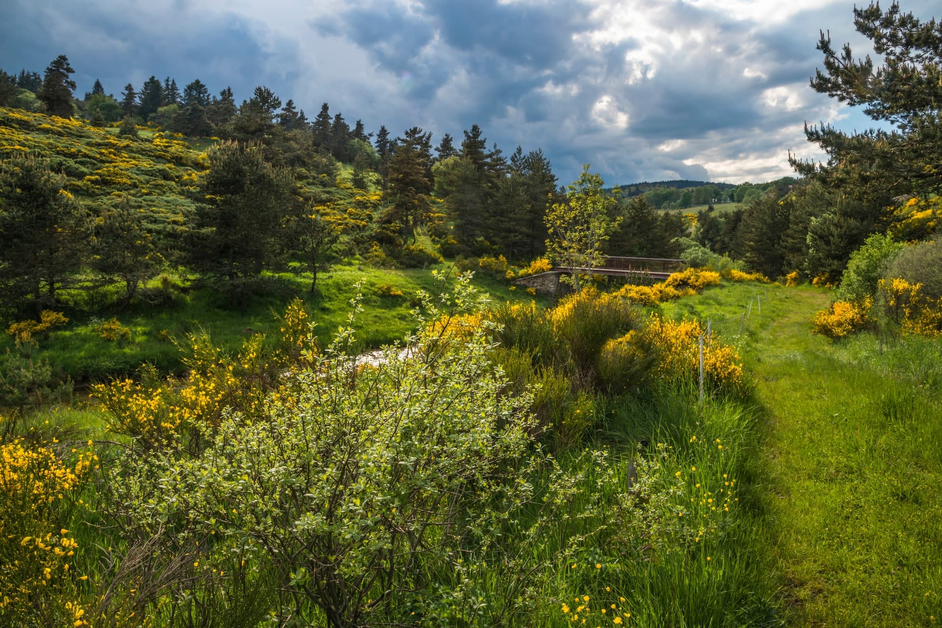 Lush green hillside with yellow gorse flowers, stream, and bridge under dramatic clouds in Ardèche.